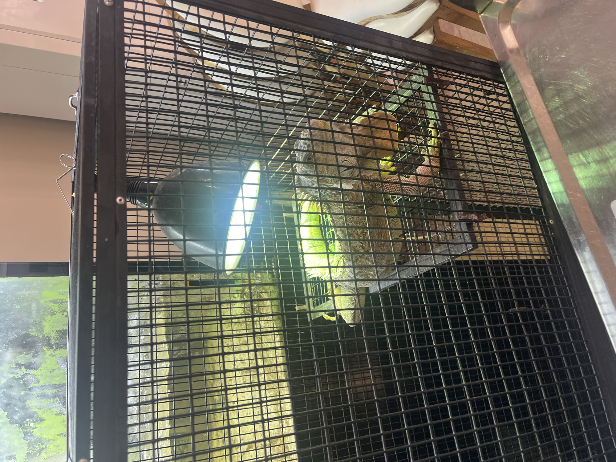 A reptile, likely an iguana, is housed in a black metal cage with a wire mesh. The reptile is brown and green, with visible scales and claws. A heat lamp is attached to the top of the cage, providing light and warmth. The background of the cage contains a textured wall with some greenish discoloration, suggesting a naturalistic enclosure. The cage is placed on a table or shelf, with a metallic surface visible in the foreground. The overall scene appears to be an indoor environment, possibly a pet store or a private enclosure.