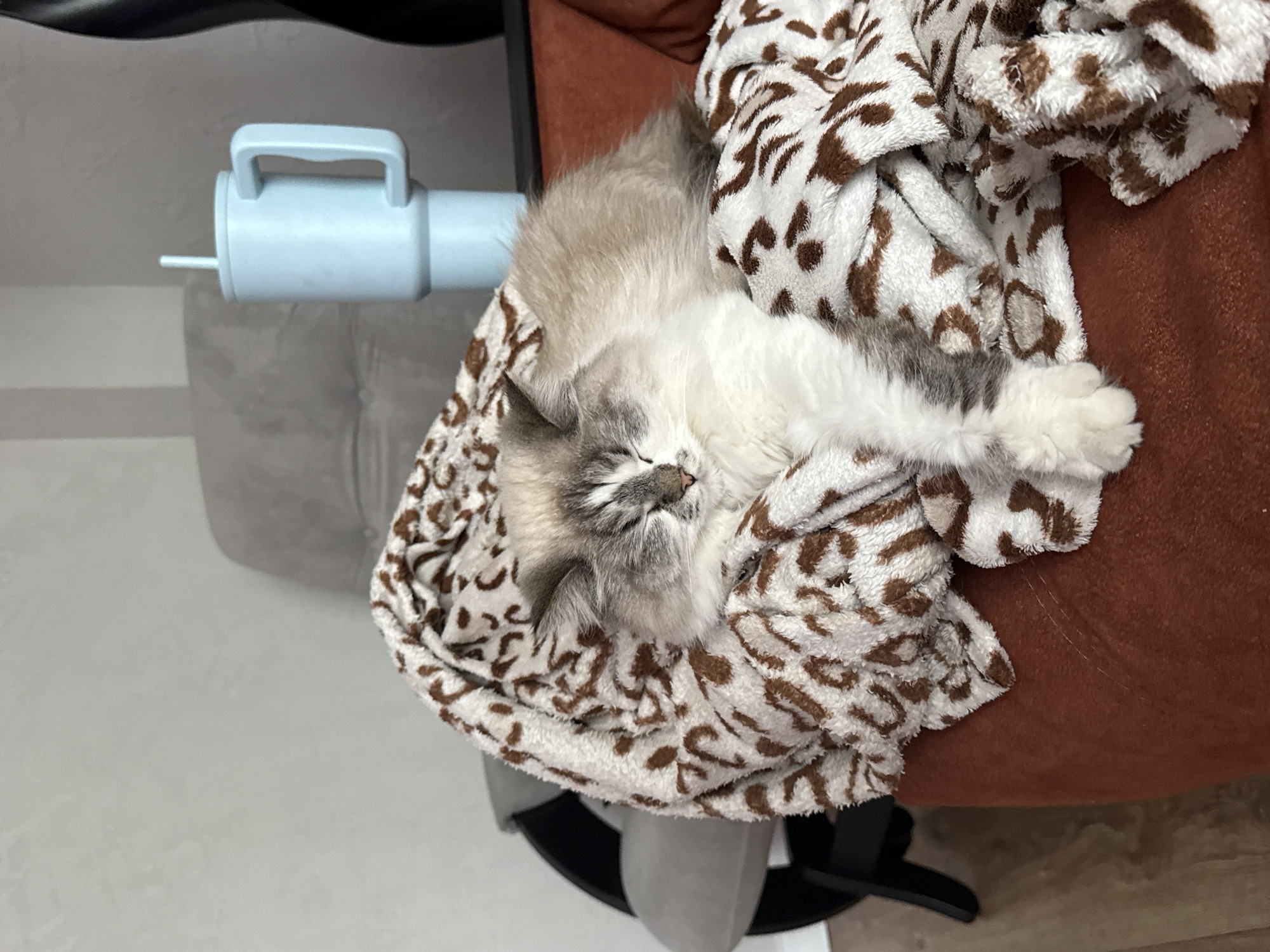A fluffy kitten is captured sleeping peacefully, curled up on a soft, patterned blanket. The kitten has predominantly light-colored fur, a mix of white, cream, and light gray or brown shades, particularly noticeable on its face and ears. Its eyes are closed, and a tiny pink nose is visible as it rests, nestled comfortably.
The kitten is lying on a plush blanket with an abstract brown and white pattern, reminiscent of leopard spots or splotches. This blanket is draped over a reddish-brown upholstered chair or sofa. Below the blanket, the dark, five-star base of what appears to be a swivel chair with wheels is partially visible.
To the upper left of the sleeping kitten, a light blue, cylindrical object with a handle on top and a thin, light-colored nozzle extending from its end is present. This object resembles a small hand-held air blower or a toy. The background primarily consists of a plain light gray wall or partition, with a darker gray section behind the blue object.
The overall scene conveys a sense of tranquility and comfort, highlighting the kitten's serene slumber in an indoor setting, likely a home in Rostov-on-Don, Russia. There is no visible text in the image.