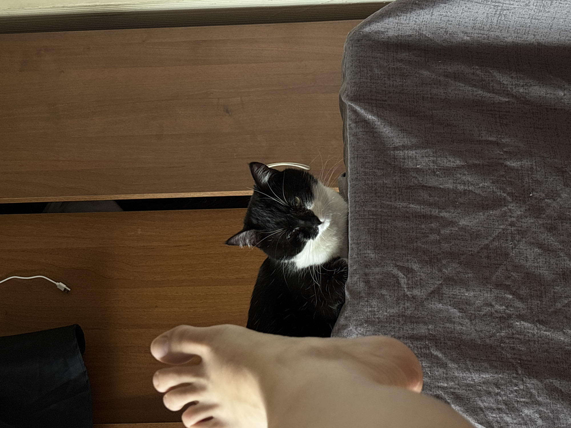 The image shows an indoor scene in Kyiv, Ukraine. A black and white tuxedo cat is positioned on a wrinkled, dark gray fabric surface, facing towards the left side of the frame with its eyes partially closed. A bare human left foot extends into the frame from the left, positioned above the cat. In the background, a light brown wooden furniture piece, exhibiting vertical grain, serves as a backdrop. The left section of this furniture is slightly open, revealing a dark interior. A white cable with a visible USB-A connector hangs from the upper portion of the frame, adjacent to the wooden furniture.
