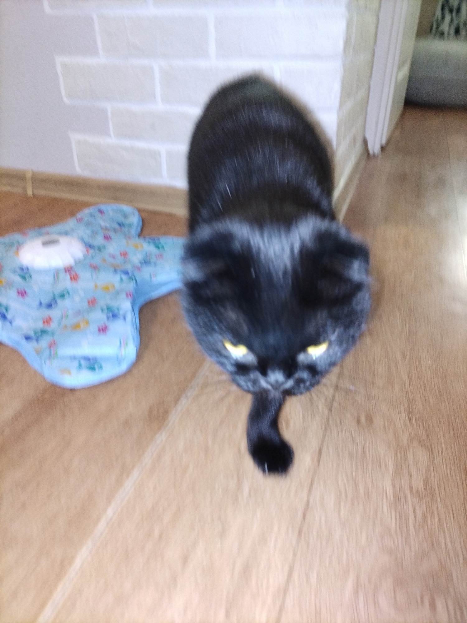 A black cat with bright yellow eyes is walking on a wooden floor. The cat is in focus and appears to be looking down. To the left of the cat is a blue, plush toy shaped like a flower with a white disc in the center. The background consists of a white brick wall. The scene is indoors.