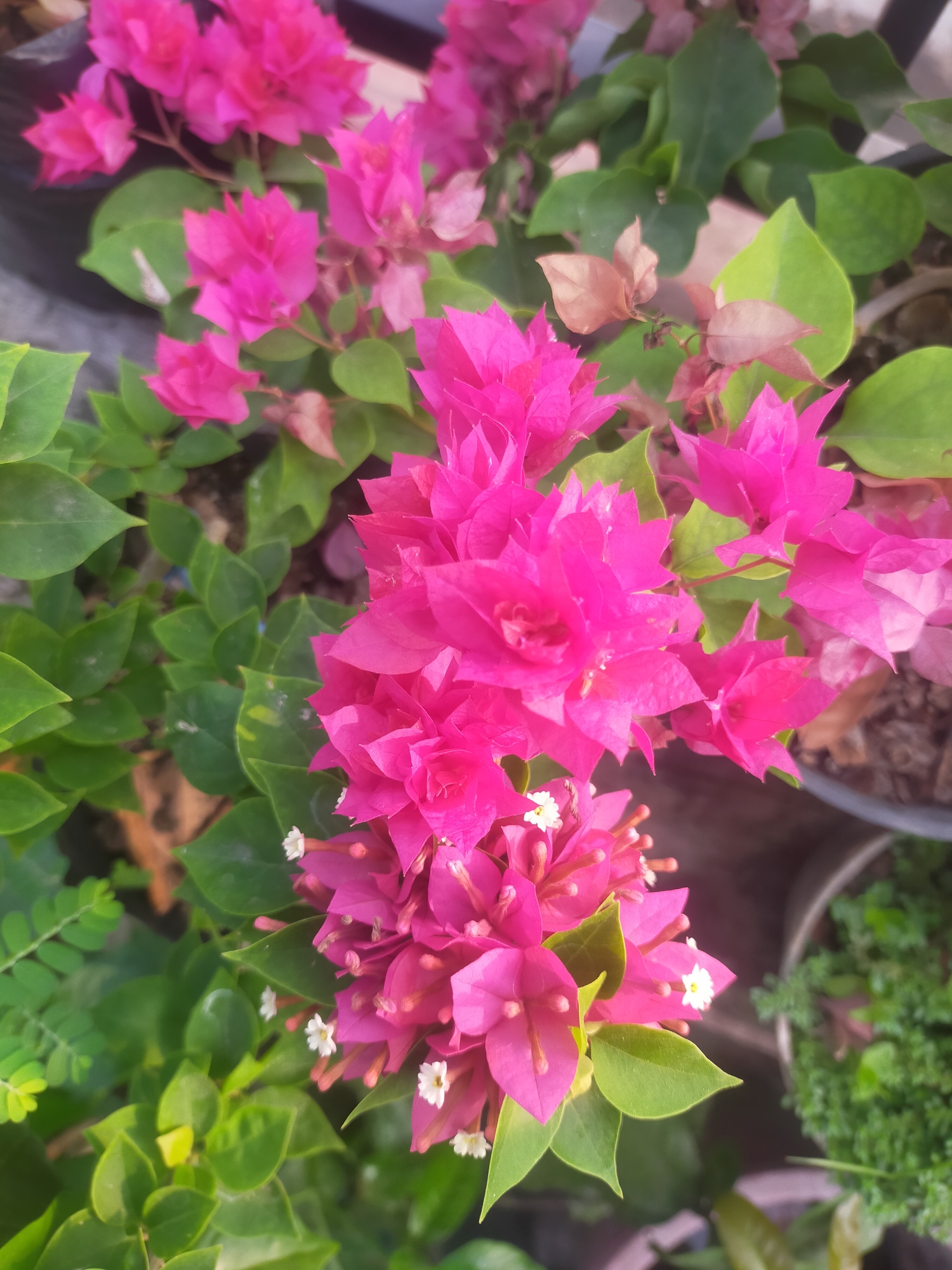 A close-up, high-angle shot captures a cluster of vibrant pink bougainvillea flowers and their green leaves. The bougainvillea is in bloom, with several large, fuchsia-colored bracts forming showy clusters. Small, white flowers with yellow stamens are nestled within the bracts. The leaves are a rich, glossy green, some appearing smooth and ovate, while others are smaller and more elongated. The background is softly blurred, hinting at a garden setting with the tops of dark pots and other greenery. The lighting suggests it is daytime, with natural light illuminating the flowers and leaves. This scene is located in Tegalandong, Indonesia.