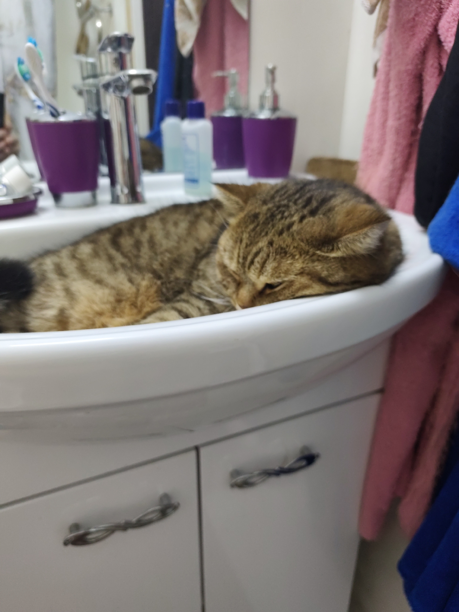 A domestic cat is sleeping in a white ceramic sink in a bathroom. The cat is a tabby with brown and black stripes. It is curled up and resting its head on the edge of the sink. The sink is part of a white vanity with silver handles. In the background, there are toiletries on the counter, including toothbrushes in a purple holder, soap dispensers, and bottles. There are also towels hanging in the background, one pink and one blue. The scene is well-lit, suggesting it is daytime. This image was likely taken in a residential bathroom in Komsomolsk-on-Amur, Russia, a city known for its industrial significance.