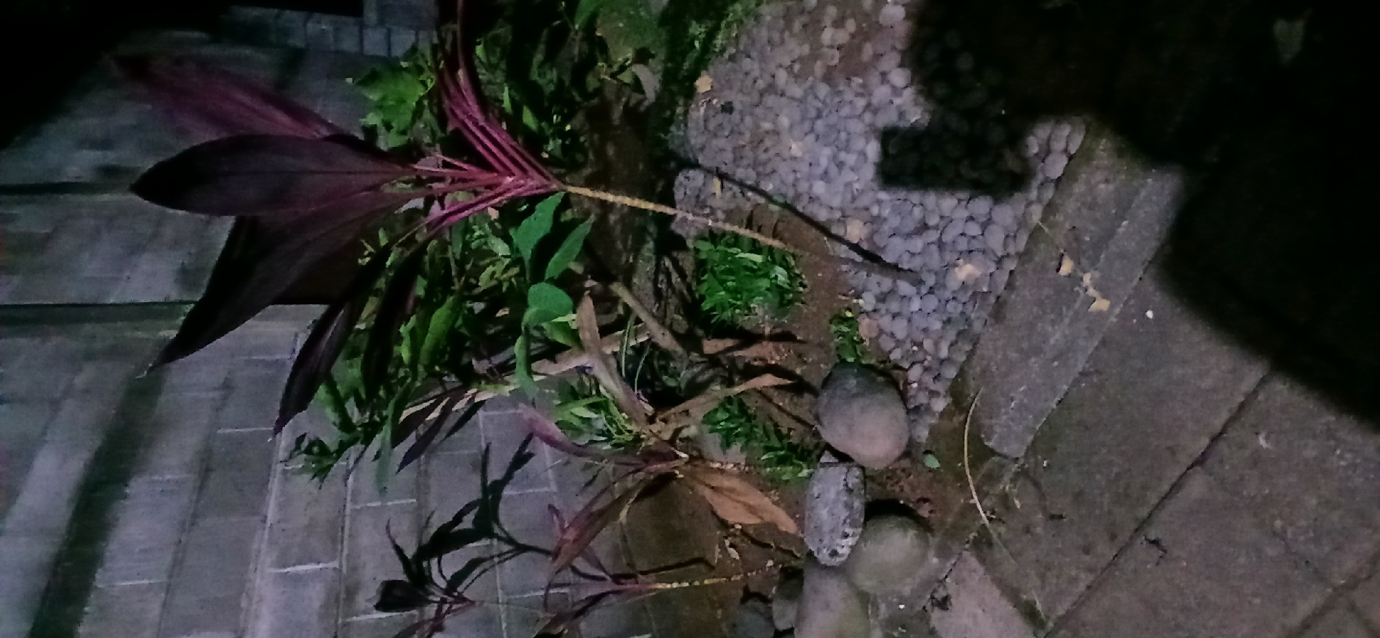 A nighttime, eye-level, medium shot captures a section of an outdoor area at a residence in Sekarputih, Indonesia. The foreground features a concrete walkway with a visible shadow cast by a person or object. Adjacent to the walkway is a garden bed filled with small, dark pebbles. Several rounded stones, some with textured surfaces, are scattered within the garden bed and along the edge of the walkway.
The garden bed contains several plants, most notably a tall plant with long, reddish-purple leaves originating from a slender, light-colored stem. To the left, other plants with similar reddish-purple foliage are visible, appearing shorter and more densely leaved. There are also green leafy plants interspersed among the reddish ones. In the background, a textured gray brick wall serves as a backdrop, with some shadows suggesting the presence of additional structures or foliage. The lighting appears artificial, casting a dim glow over the scene, with the darkness emphasizing the illuminated areas.