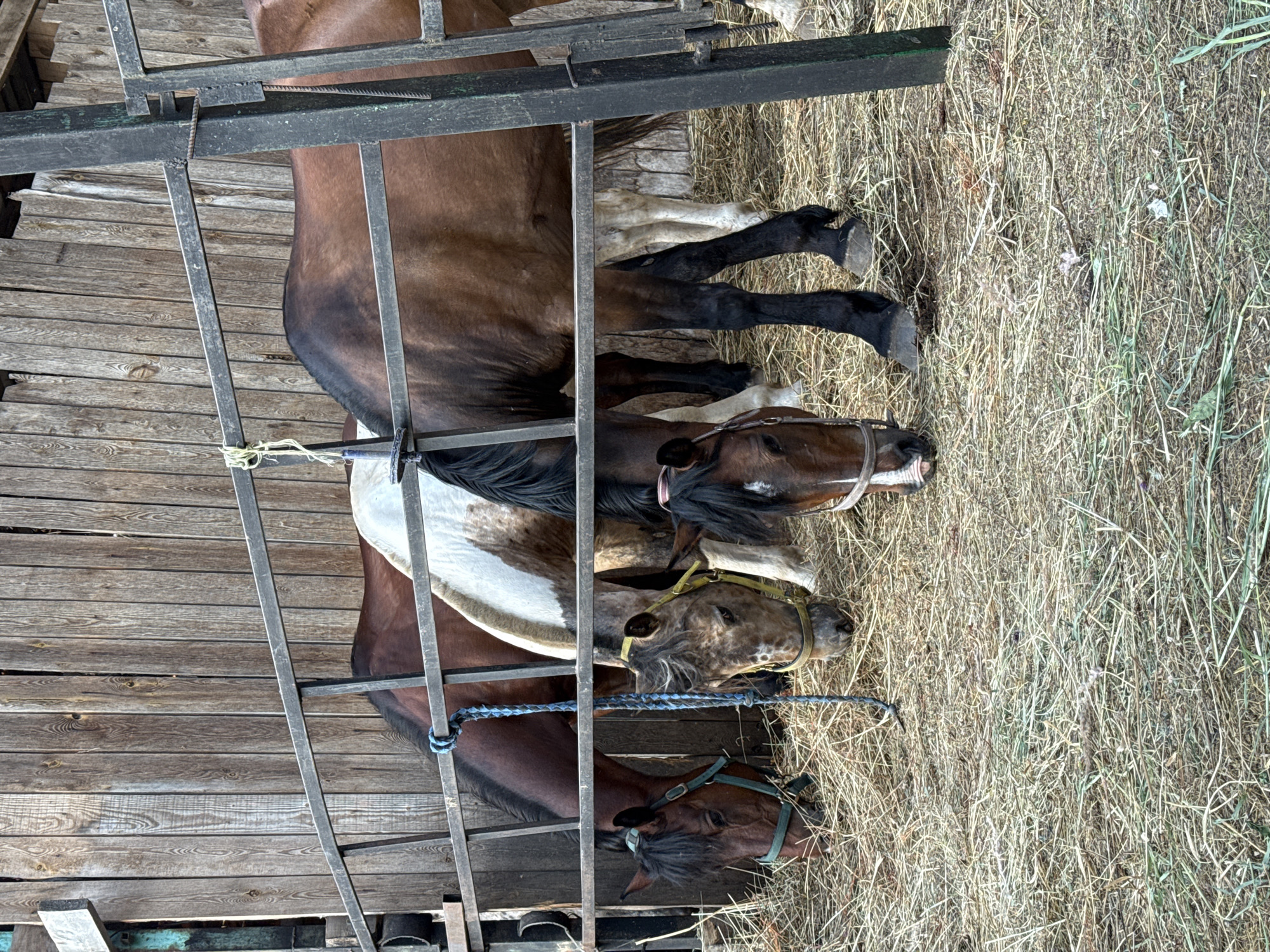 This is a medium shot, eye-level photograph of four horses standing in a barn. The horses are in a line, and all have their heads lowered to eat hay from the ground. The horse on the far left is a dark brown color with a dark mane and a green halter. The next horse is a spotted brown and white color with a light brown halter. The third horse is a dark brown color with a dark mane and a darker brown halter. The fourth horse, on the far right, is partially visible and is also dark brown with a dark mane. The horses are in a stall with a wooden fence behind them and a metal railing in front of them. The ground is covered in hay. The photograph was taken in the city of Chaikovsky, Russia.