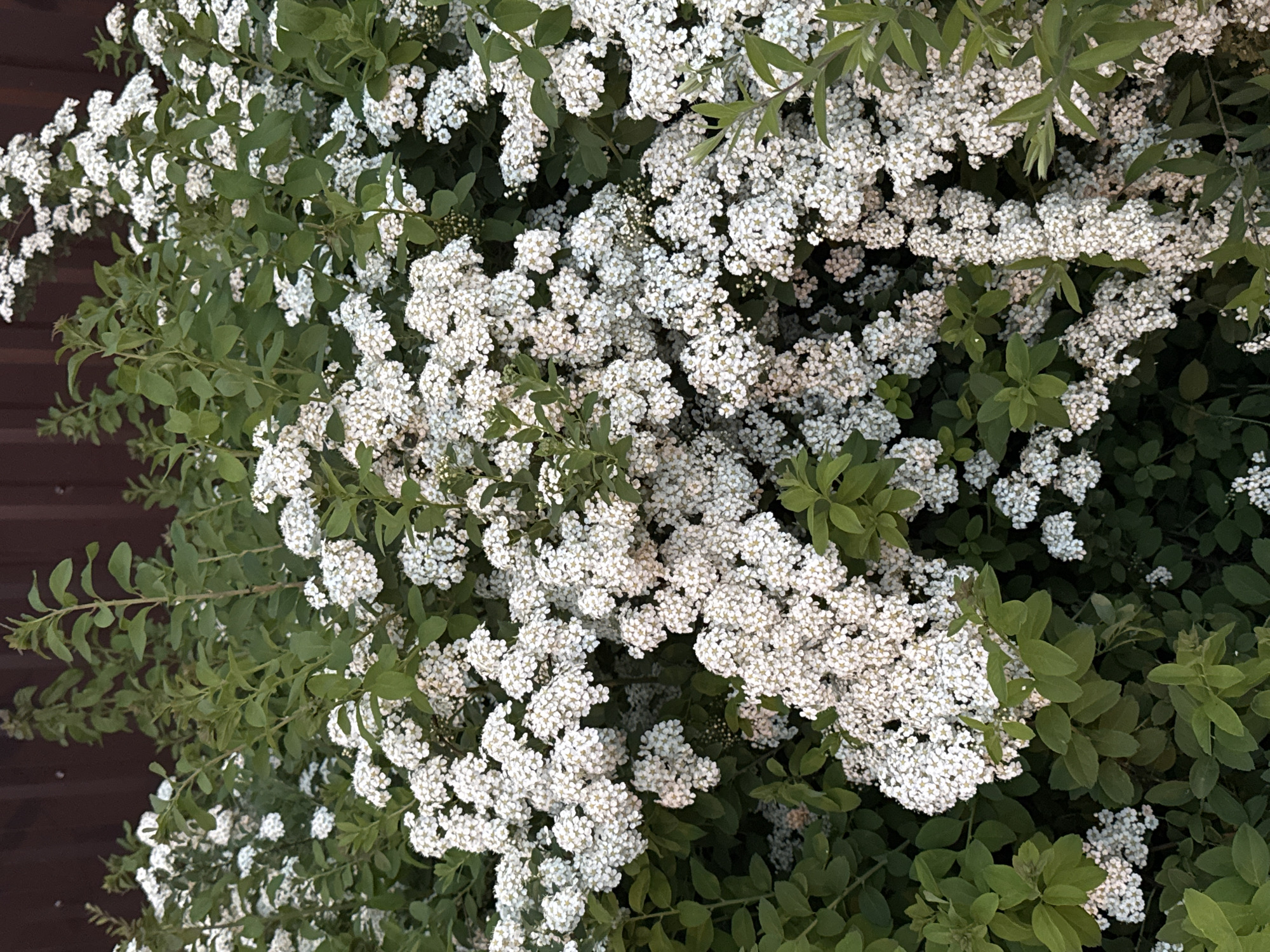 The image displays a vibrant, densely flowering shrub, likely a Spiraea species, against a dark brown, vertically paneled wooden fence or wall. The plant dominates the frame, showcasing an abundance of small, white, five-petaled flowers clustered together along its branches. These blossoms are interspersed with numerous small, elliptical, bright green leaves, creating a rich texture of white and green.
The lighting appears soft and diffused, suggesting either an overcast day, early morning, or late afternoon, as there are no harsh shadows. The overall impression is one of lush growth and peak bloom. No human figures or discernible activity are present, and the scene is static, focusing entirely on the botanical subject. The visible background on the left and partially at the bottom provides a strong, dark contrast to the bright flowers and foliage. No visible text is present in the image. The location context for this scene is Shcherbinka, Russia.