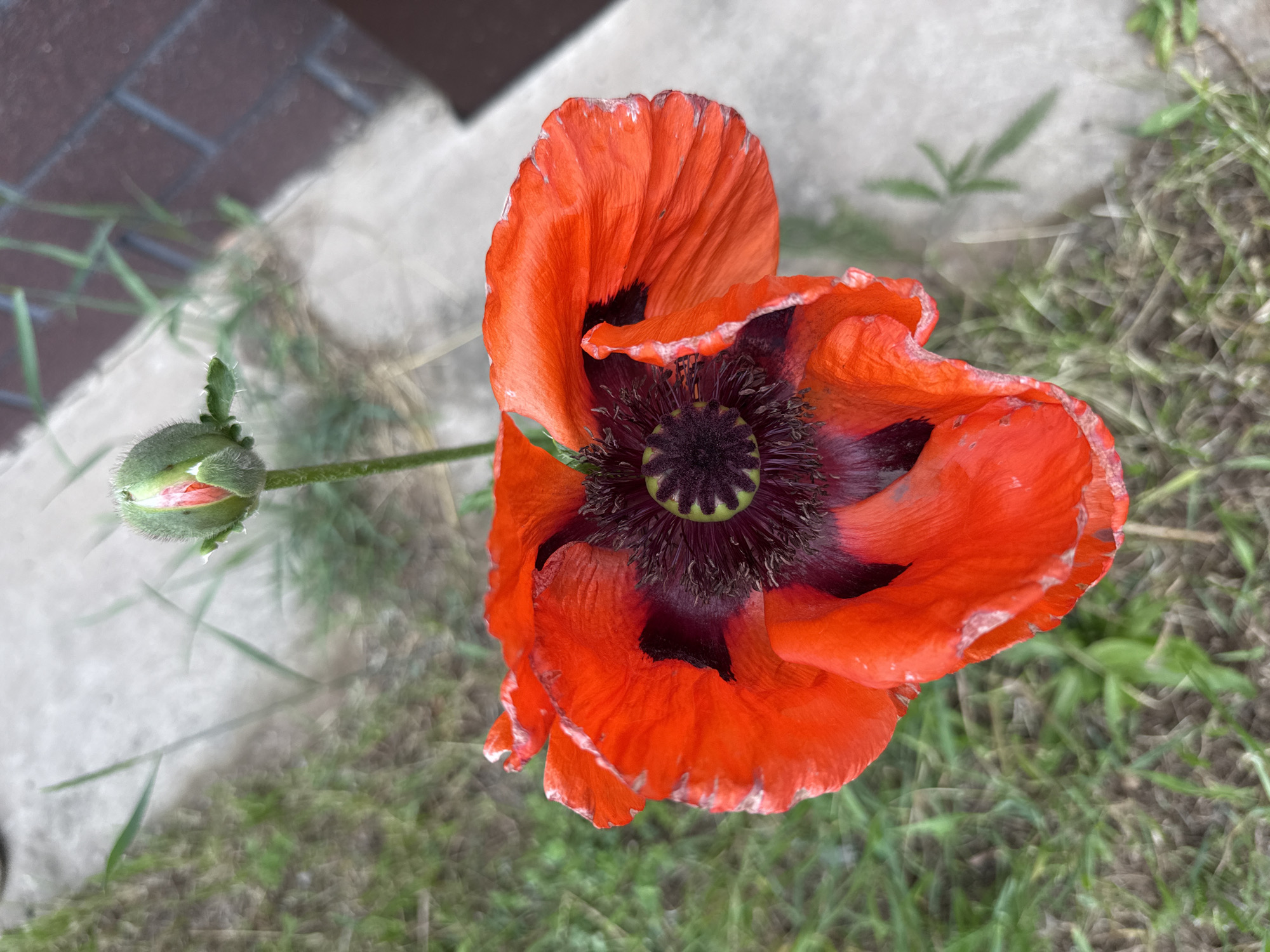 The image displays a close-up, overhead view of a vibrant red poppy flower and a single bud in an outdoor setting in Votkinsk, Russia. The central subject is a large, fully bloomed poppy with striking orange-red, crinkled petals, some of which show slight fading or white edges. The heart of the flower features a dark, almost black, fuzzy stamen cluster encircling a prominent green, segmented stigma.
To the left of the main bloom, a single, furry green poppy bud is visible on its stem. The bud is still tightly closed, revealing only a hint of the red petal color within.
The background is a mix of natural and man-made elements. The upper and left portions of the background show a light-colored concrete or paved surface, with a faint suggestion of red brickwork in the very top left corner. The rest of the background is comprised of green grass and some scattered sparse vegetation, which is softly blurred, keeping the focus on the poppy.
The scene is captured in clear daylight, suggesting a sunny day. No people or activities are depicted, and there is no visible text. The image offers a detailed, naturalistic study of the poppy in its environment.
