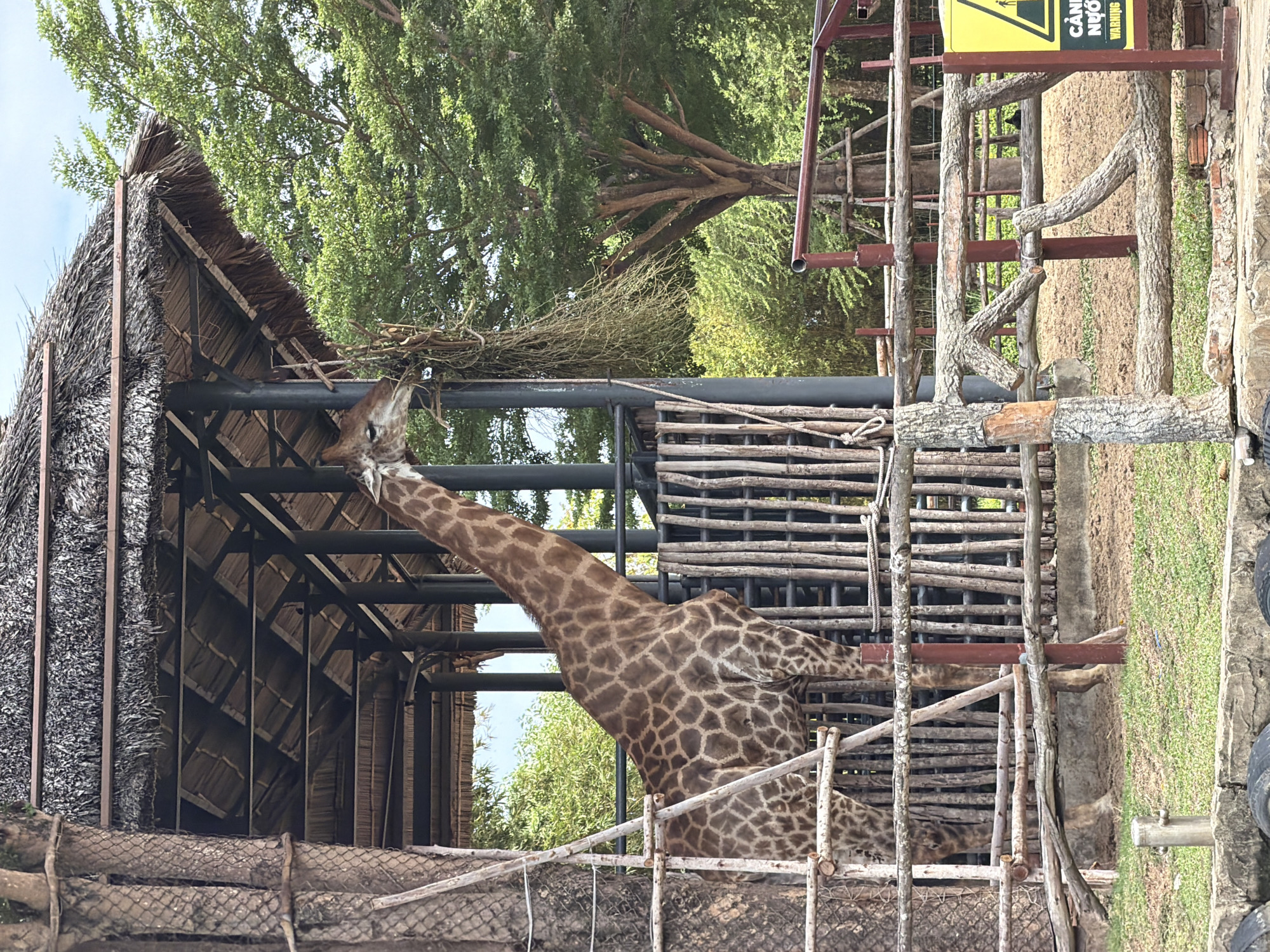 The image depicts a giraffe in a zoo enclosure at the Da Nang Zoo in Da Nang, Vietnam. The giraffe, with its characteristic brown and tan patterned coat, is shown with its head reaching up to eat dried hay from a feeding structure. The structure is made of wood and thatch, providing shelter. Behind the giraffe, a rustic wooden fence encloses the area, and beyond that, lush green trees and foliage are visible, suggesting an outdoor environment. The ground within the enclosure appears to be a mix of dirt and sparse grass. In the foreground, part of the zoo's perimeter fencing and a warning sign are visible. The overall scene captures a typical zoo environment where animals are kept in habitats designed to mimic their natural surroundings.