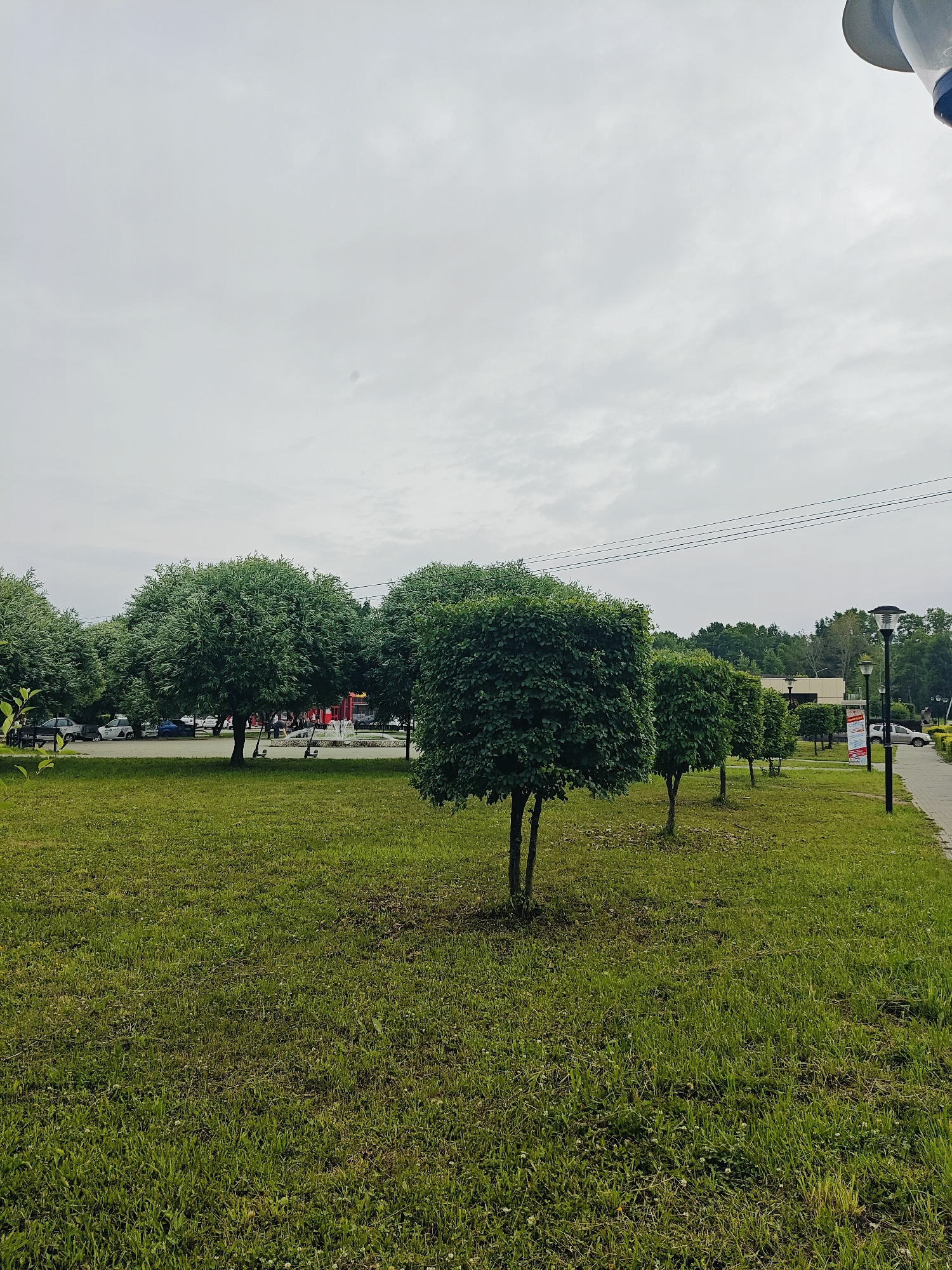 The image depicts a park area in Chaikovsky, Russia, on an overcast day. In the foreground, a well-maintained green lawn stretches across the frame. Several trees are visible, including a prominent cube-shaped tree in the mid-ground, and a row of smaller, similarly shaped trees to its right. Further back, larger, more naturally shaped trees with dense foliage are present. A paved walkway runs along the right edge of the scene, bordered by lampposts and some vegetation. In the background, a parking lot with several cars can be seen, along with buildings and a line of trees. The sky is a uniform gray, suggesting cloudy conditions. No people are clearly visible in the scene, although there may be faint figures in the distance near a fountain area. The overall impression is of a public park or recreational space.