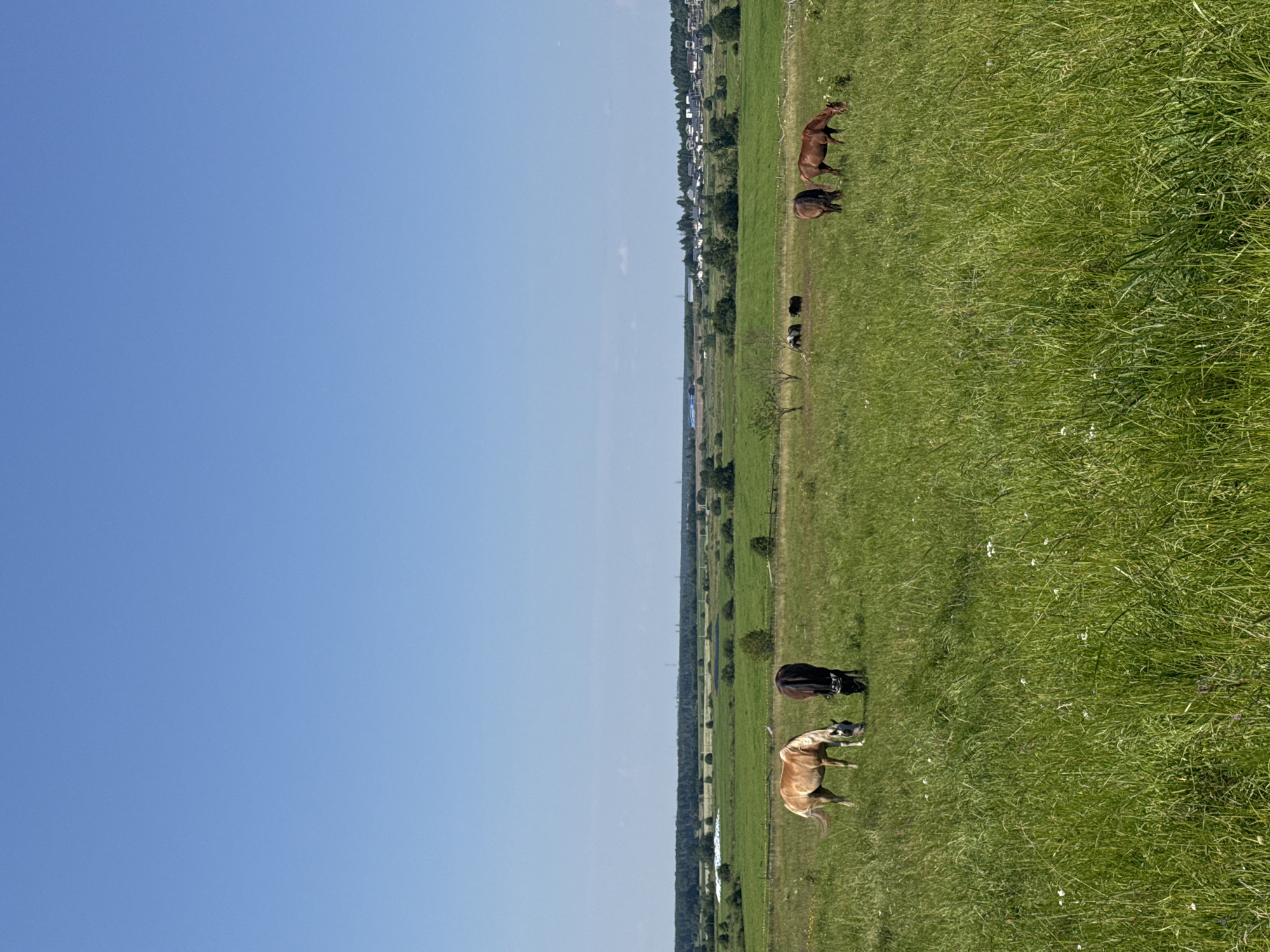 A wide shot captures a lush green field under a clear blue sky in Kaporskoe, Russia. Several horses graze peacefully in the pasture. In the foreground, a light brown horse with a white blaze on its face is on the left, and a dark brown horse stands next to it on the right. Further in the background, to the right of the center, two more horses are visible. One is a dark brown horse, and the other is a lighter brown horse. The field stretches out towards a distant tree line, beyond which a village with houses and trees can be seen. The overall scene depicts a serene rural landscape.