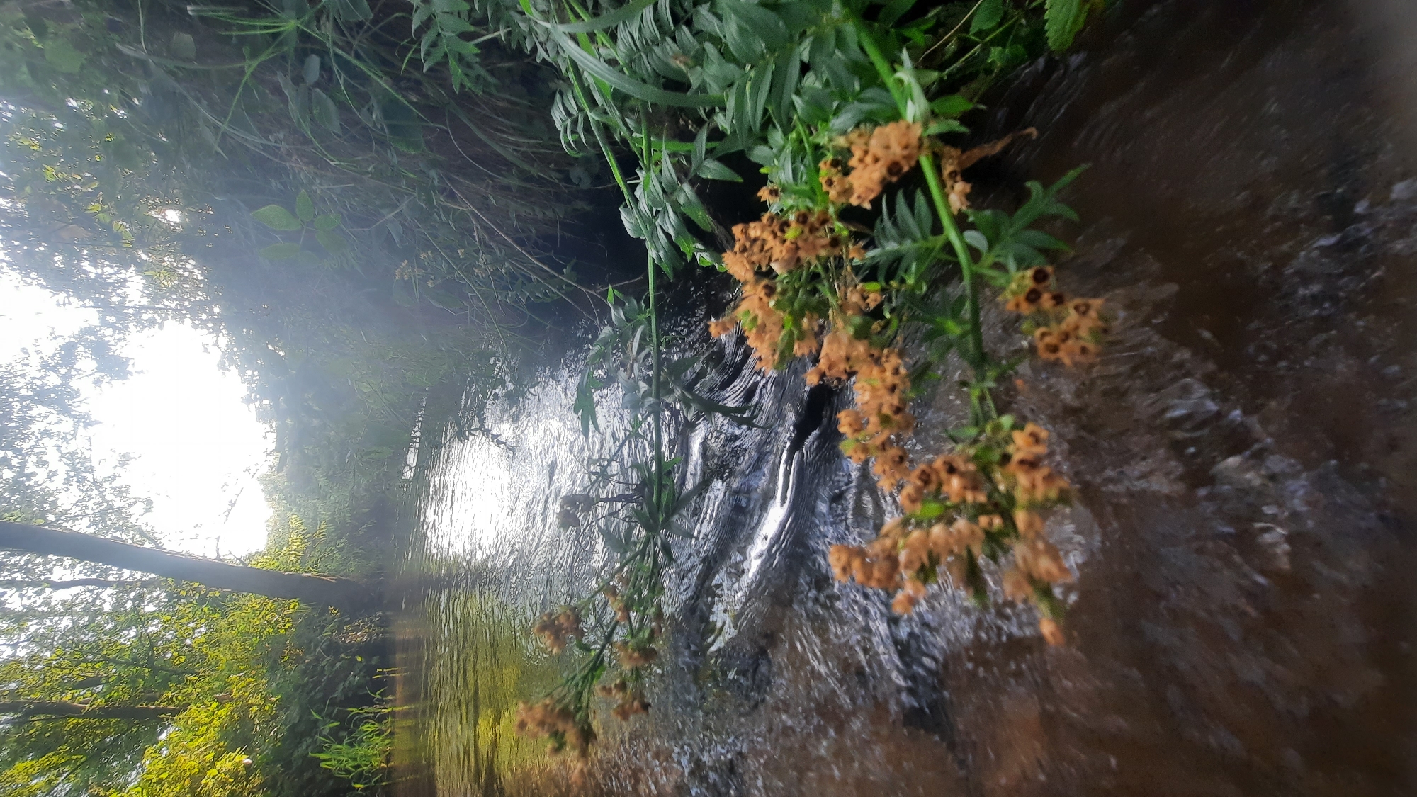 The image shows a tranquil scene of a narrow stream flowing through a wooded area, likely in the city of Shklow, Belarus. Sunlight filters through the dense green foliage on either side, illuminating the water and creating a shimmering effect. In the foreground, a branch with small, clustered orange flowers drapes over the water's surface. The stream appears shallow, with visible ripples and a dark, rocky bottom. The surrounding environment is lush and natural, with tall trees and thick undergrowth lining the banks. No people or animals are visible in the frame.