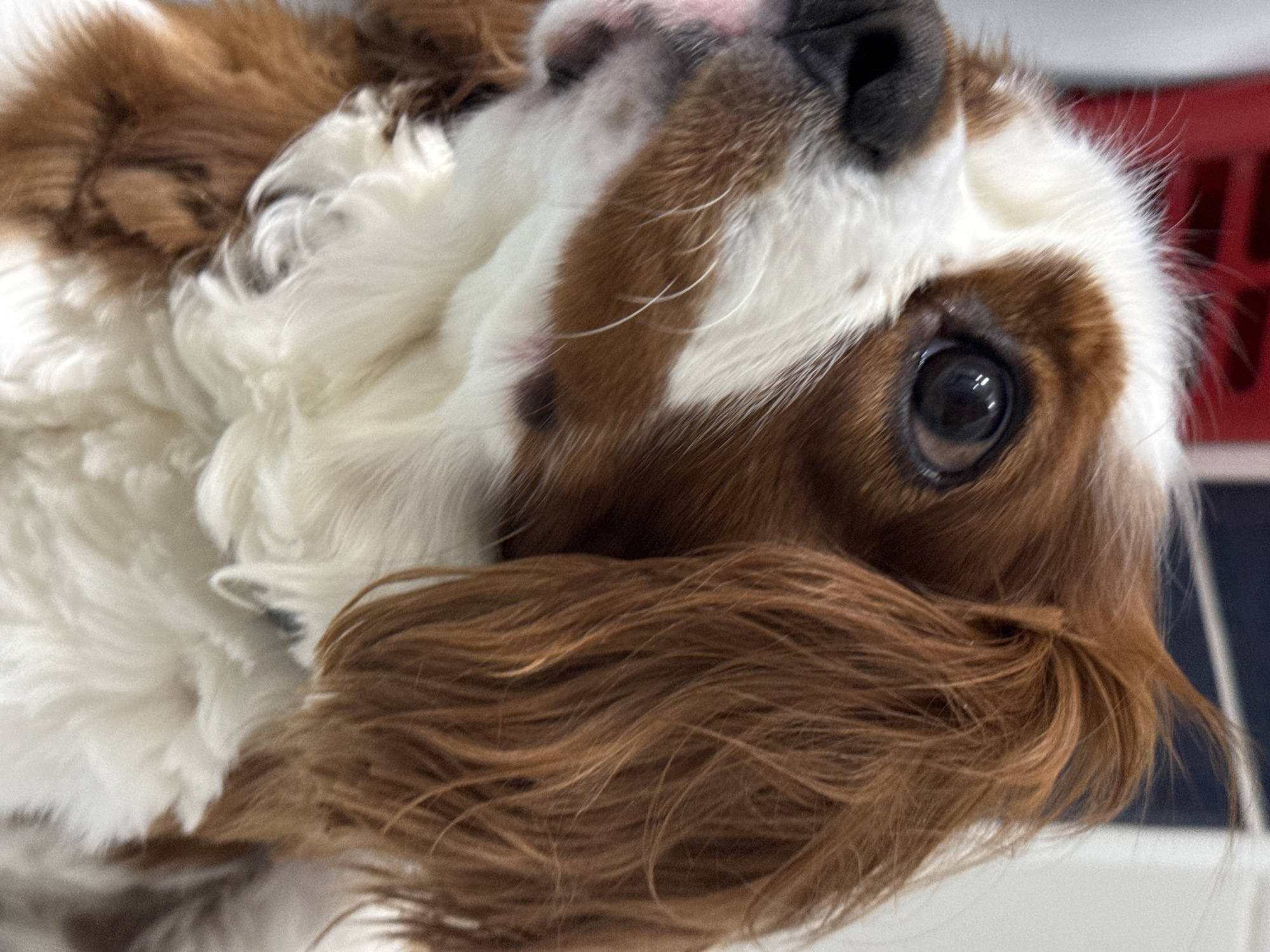 This is a close-up, eye-level, indoor shot of a Cavalier King Charles Spaniel dog. The dog's head is angled to the left, with its large, dark brown eye prominently in focus. The fur is a mix of white and reddish-brown, with the white fur appearing fluffy and thick around its neck and chest. The dog's nose is dark and slightly moist, and some white whiskers are visible. The background is out of focus, showing hints of a red object on the left and a dark blue and white striped pattern on the upper right, suggesting an indoor setting like a home or grooming salon. There are no people present in the image. The image appears to be taken in the city of Dobrich, Bulgaria.