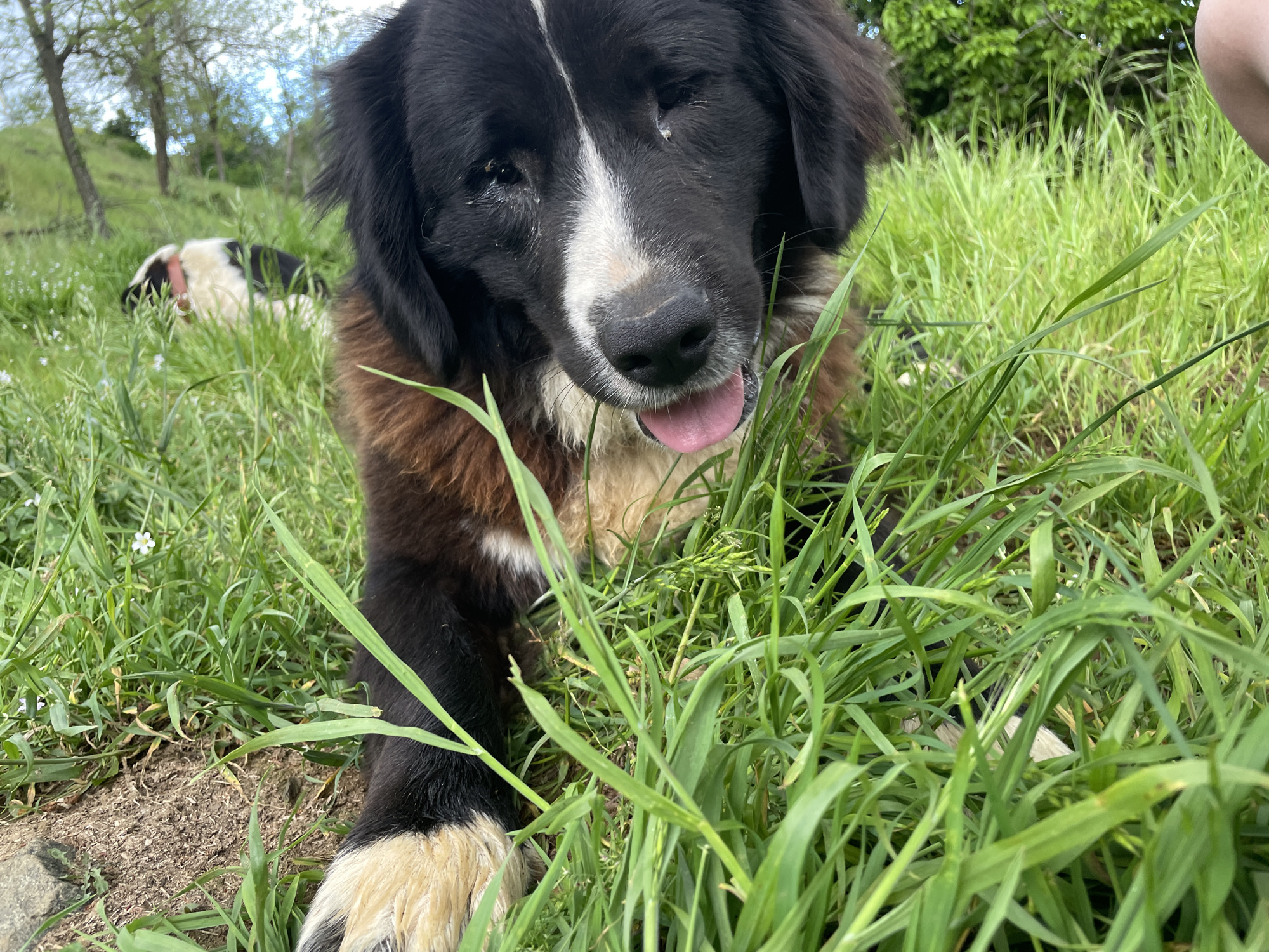 A close-up shot of a dog lying in tall green grass. The dog is primarily black and white with some brown fur around its neck. It has a white stripe on its face and white paws. Its tongue is slightly out. In the background, another dog is lying in the grass. The location appears to be outdoors, possibly a field or park, with trees visible in the distance.