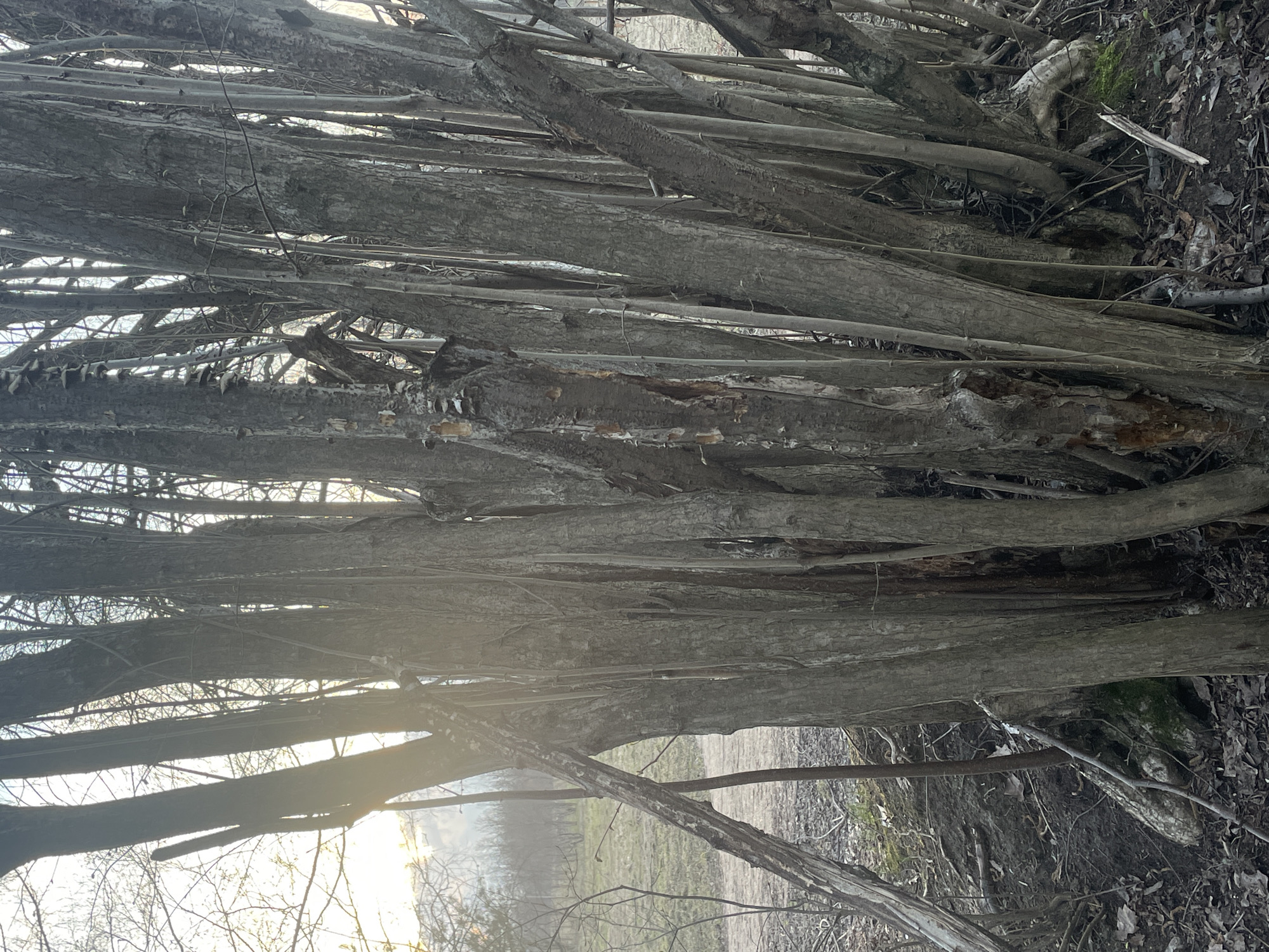The image depicts a dense thicket of bare tree trunks and branches, possibly a hedgerow or a small copse. The trees appear to be deciduous, lacking leaves. The bark is a muted grey color. The ground is covered with leaf litter and small debris, indicating a natural, unkempt environment. In the background, there is a blurred suggestion of open ground or fields, potentially a park or undeveloped area. The presence of a pathway is indicated by a dirt trail, suggesting a public space. The lighting suggests early morning or late afternoon. There is no evidence indicating it is Moscow, Russia.