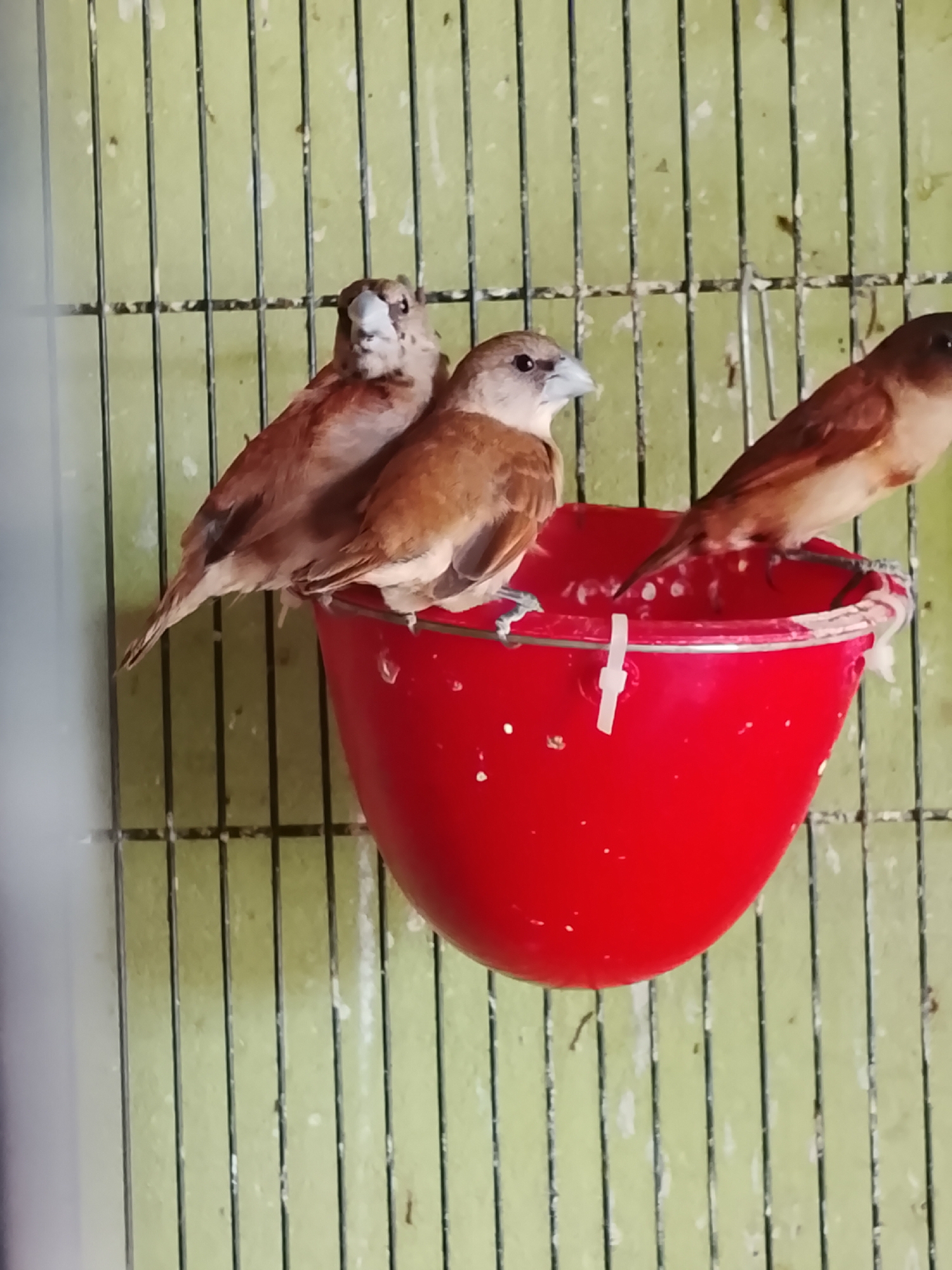 In Kuta Trieng, Indonesia, three small, brown birds are perched on the rim of a bright red bucket. The bucket appears to be a feeder or a water dish for the birds. Two birds are positioned on the left side of the bucket, with their bodies close together. The third bird is on the right side, facing away from the viewer. The background consists of a cage with a light green backing, suggesting the birds are in an aviary or a similar enclosure. The scene is brightly lit, highlighting the vibrant red of the bucket against the more muted tones of the birds and the cage.