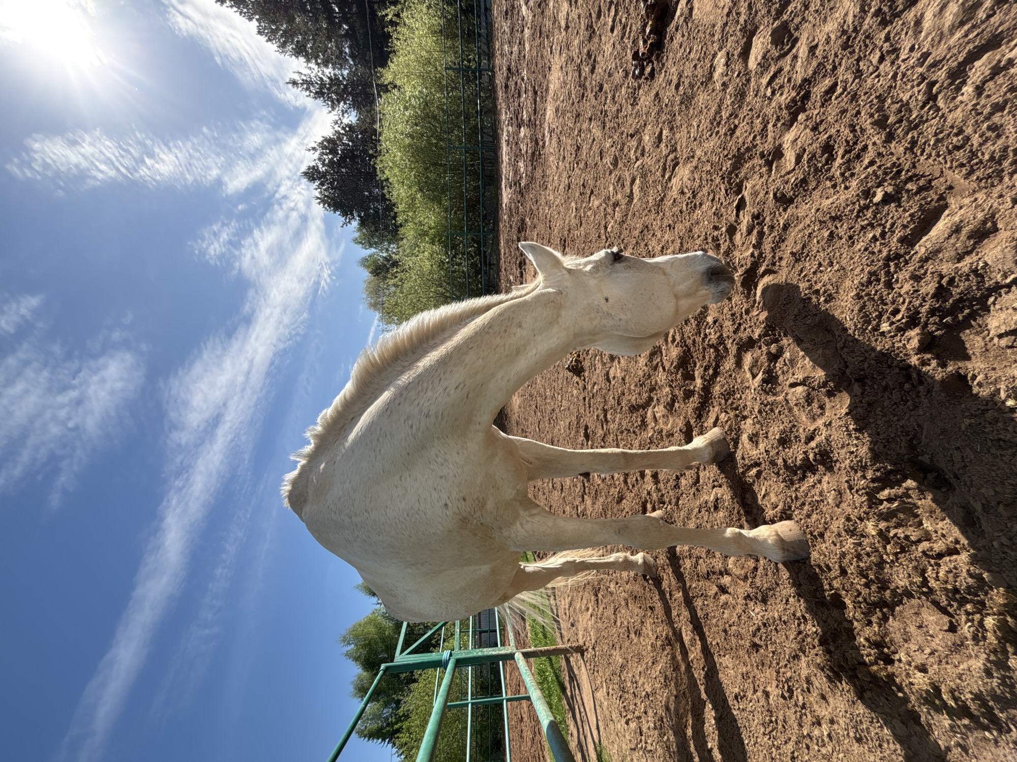 The image depicts a white horse standing in a dirt enclosure. Green fencing is partially visible in the lower left corner. The background features trees and a blue sky with scattered clouds. The location is presumed to be Русский Вожой, Russia, based on provided information, but there are no distinct landmarks in the image to confirm this.