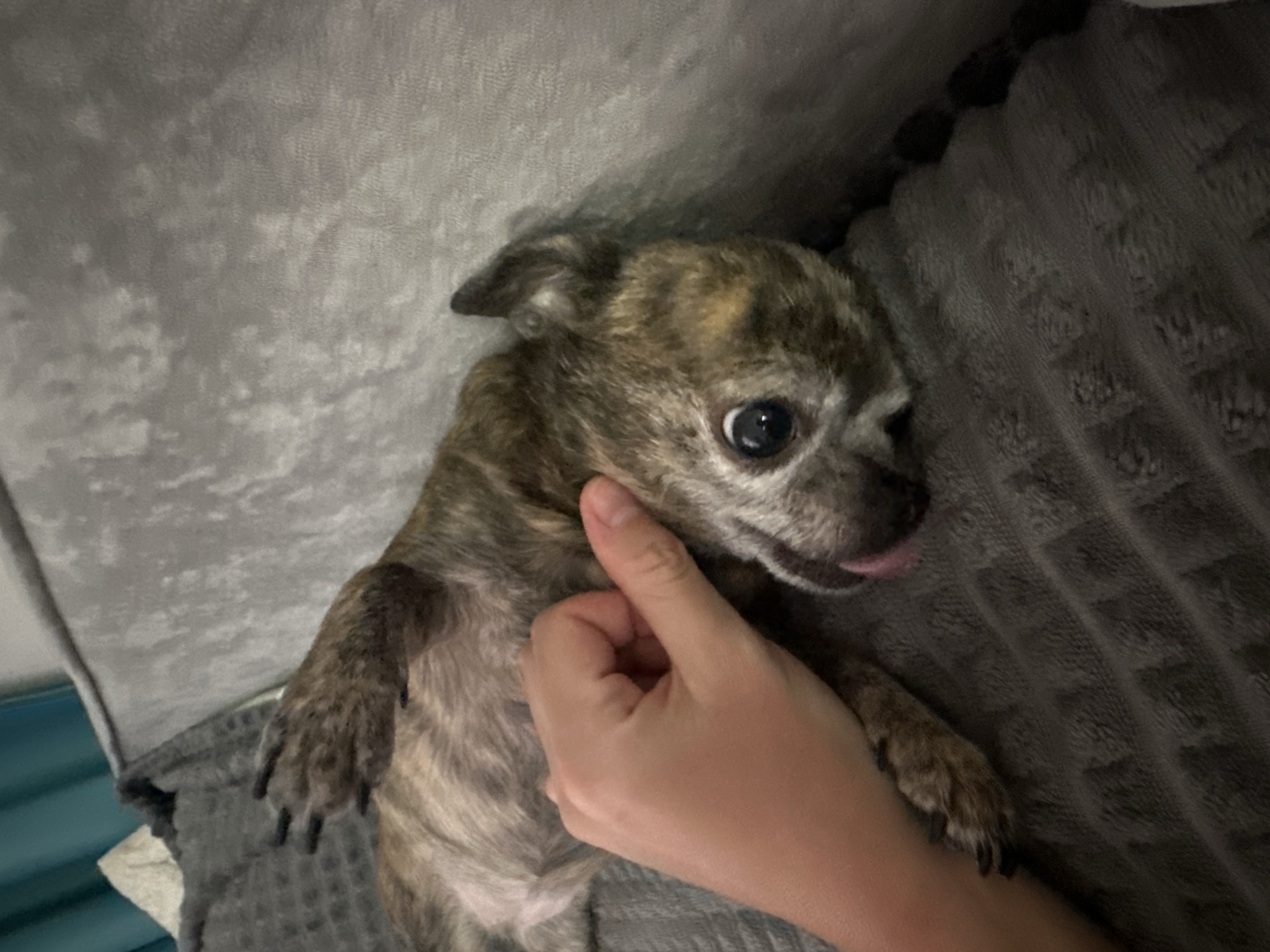 A brindle-patterned small dog is lying on a gray, textured blanket or cushion. A human hand is gently touching the dog's face. The dog's tongue is slightly sticking out. The background consists of a gray wall or surface and a glimpse of a light blue object. The location is not specified, and there is no indication it is in Мирный, Russia.