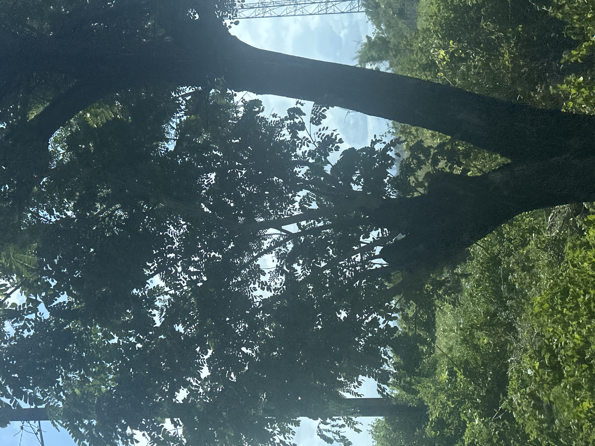 The image depicts a dense green foliage scene dominated by the silhouette of a large tree in the foreground. The tree has a thick, dark trunk that splits into two main branches. Its leaves are dark and form a canopy that partially obscures the sky, revealing patches of blue and white clouds. To the right of the tree, a tall, metallic tower structure is visible against the sky, suggesting an urban or semi-urban environment. The background is filled with more lush green vegetation, indicating a natural or park-like setting. The lighting suggests it is daytime, possibly late morning or early afternoon, with sunlight filtering through the leaves. The overall impression is one of natural beauty mixed with human infrastructure.