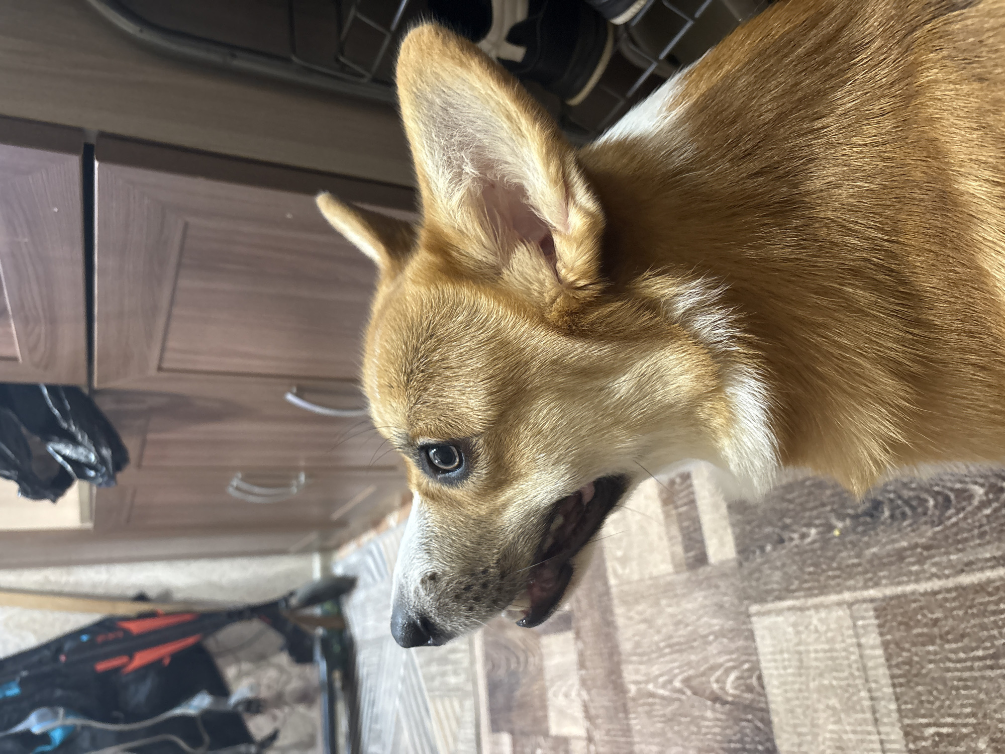 A close-up, top-down angled shot shows a tan and white Welsh Corgi dog indoors. The dog is positioned on a light-colored floor with a wood grain pattern. It is looking downward, and its mouth is slightly open. In the background, there is dark-colored furniture, possibly a cabinet, and some dark-colored objects. There is no indication of location in Klin, Russia.