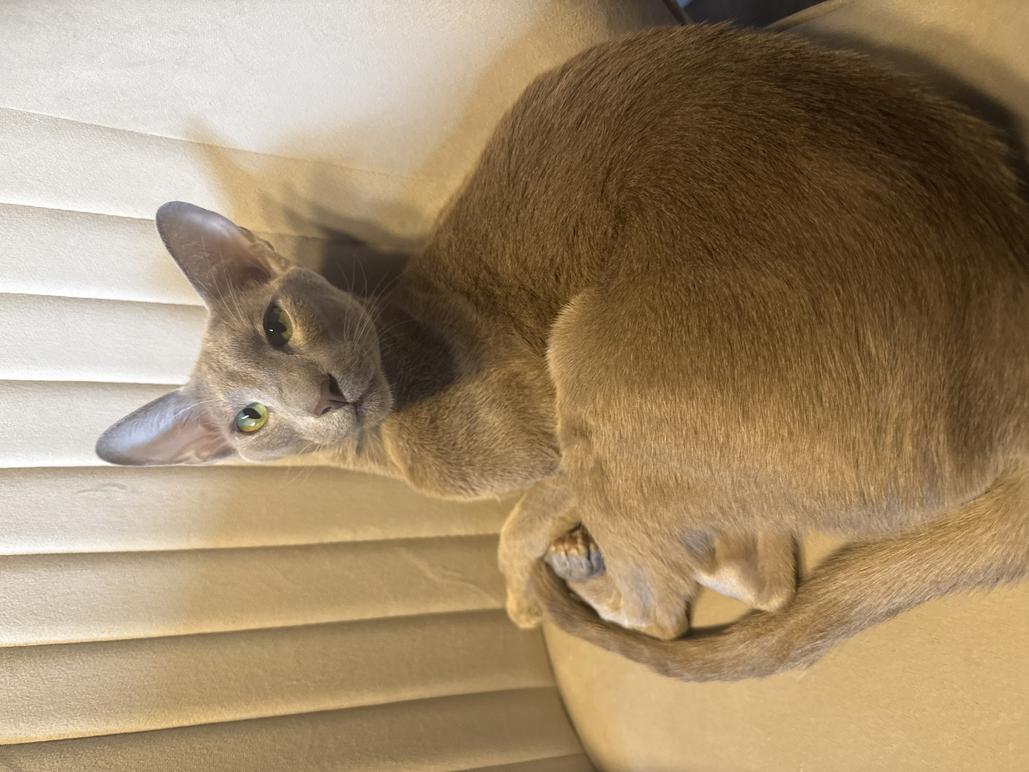 A brown-gray cat with large ears and green eyes is lying curled on a beige-colored chair. The texture of the chair suggests it may be upholstered with corduroy or a similar ribbed fabric. The lighting is soft and warm. There is no indication of the image being in Saint Petersburg or any other location.