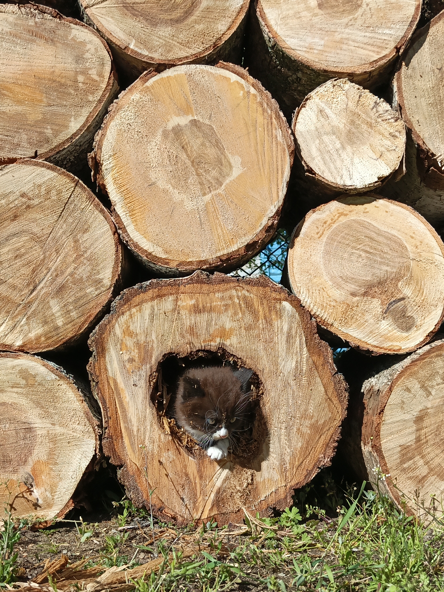 A stack of felled logs forms the backdrop, interspersed with blades of grass and foliage along the ground. In the center, one log features a hole. A black-and-white cat is nestled within. A glimpse of blue sky and fencing is visible between the gaps in the logs. The location is Losieva, Belarus.