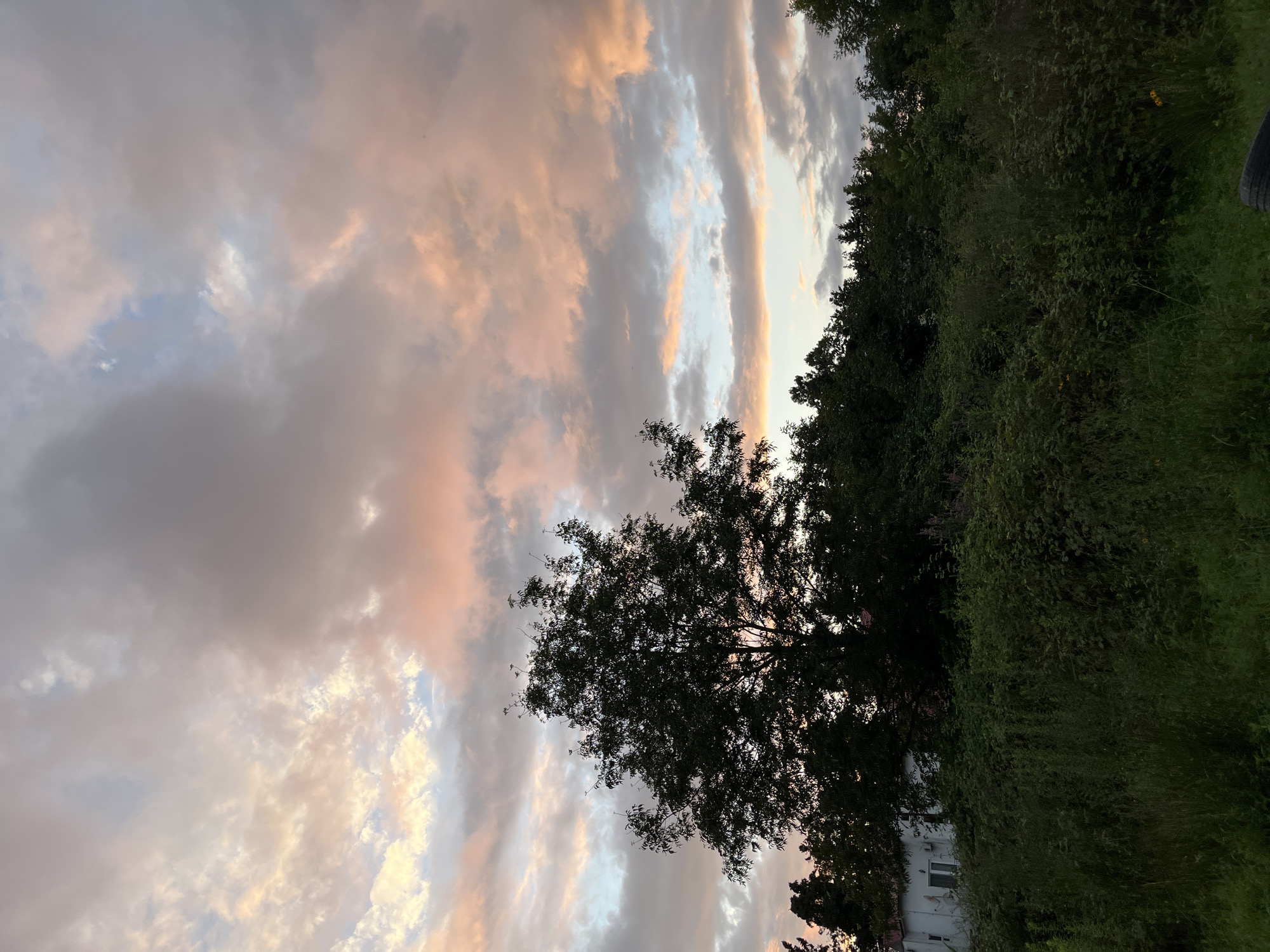 This image depicts an outdoor scene in Ureki, Georgia, likely at dusk or dawn, given the sky's colors. The foreground is filled with dense green vegetation and tall grasses. In the mid-ground, a line of trees forms a dark silhouette against the sky. A portion of a white building with a window is visible on the left, partially obscured by the trees and vegetation. A large, dark tree stands prominently in the middle of the frame, its branches reaching towards the sky. The sky above is dramatic, with a mix of gray, pink, and pale blue clouds, suggesting changing weather or the soft light of sunrise or sunset. There are no people or animals visible in the image.