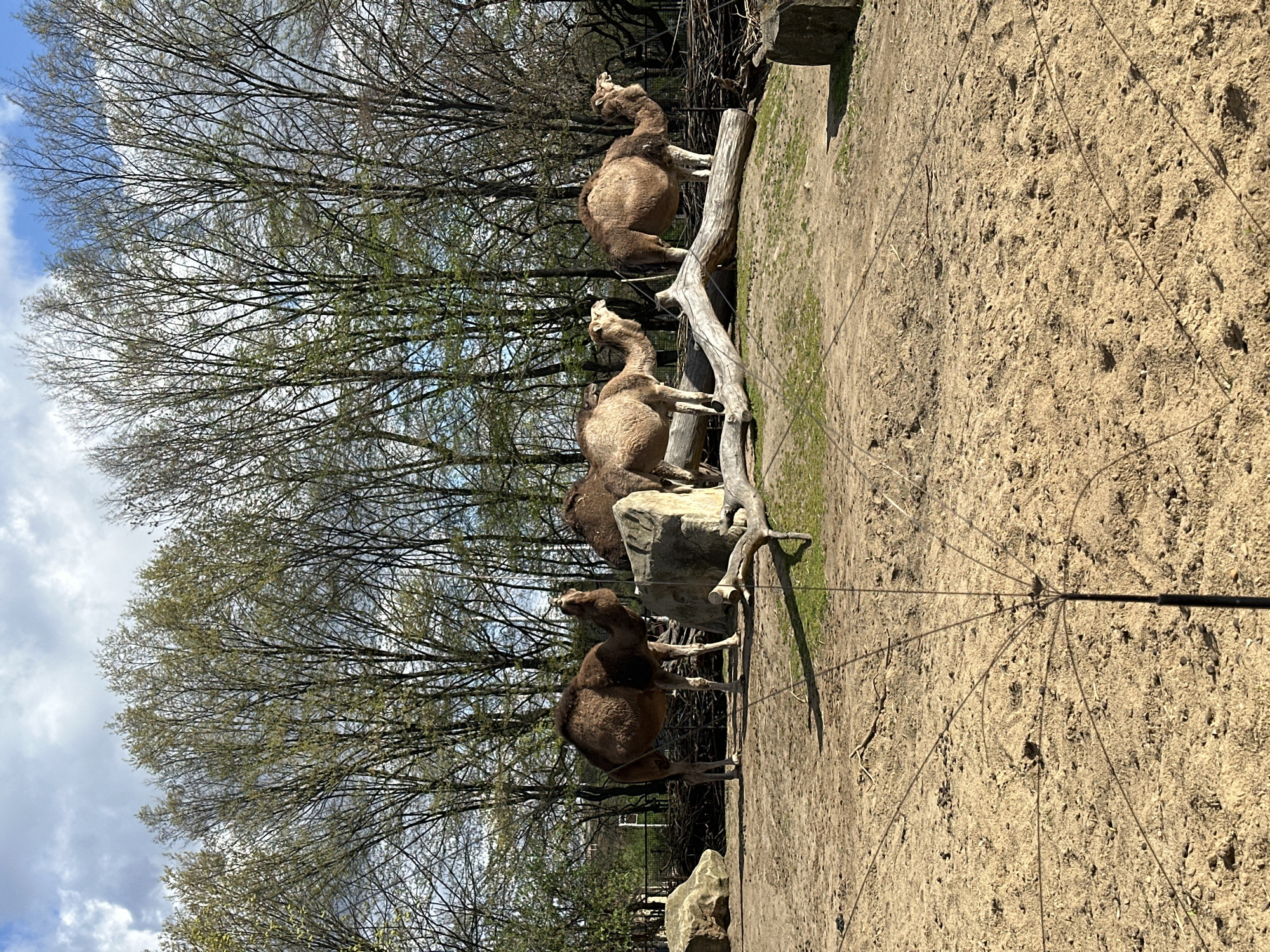 A landscape-oriented photograph shows four dromedary camels standing in an enclosure at the Wrocław Zoo in Wrocław, Poland. The animals are positioned on a small hill made of earth and logs, with a bare tree in the background. The ground is composed of dry soil and the sky is partly cloudy. A metal support system is visible in the lower right foreground.