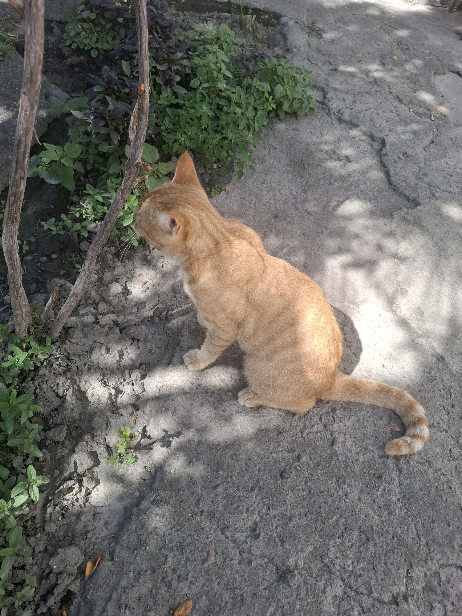 An adult, orange tabby cat is sitting on a cracked concrete surface, facing left and looking down at a patch of soil. The soil contains several small green plants and is bordered by a thin, dry, woody vine. Behind the soil, there is more dense green foliage, including some with dark purple leaves. The background is primarily the grey, textured concrete, dappled with sunlight and shadow. The scene appears to be outdoors, likely in a garden or yard area within Goychay, Azerbaijan, given the context. There are no people visible.