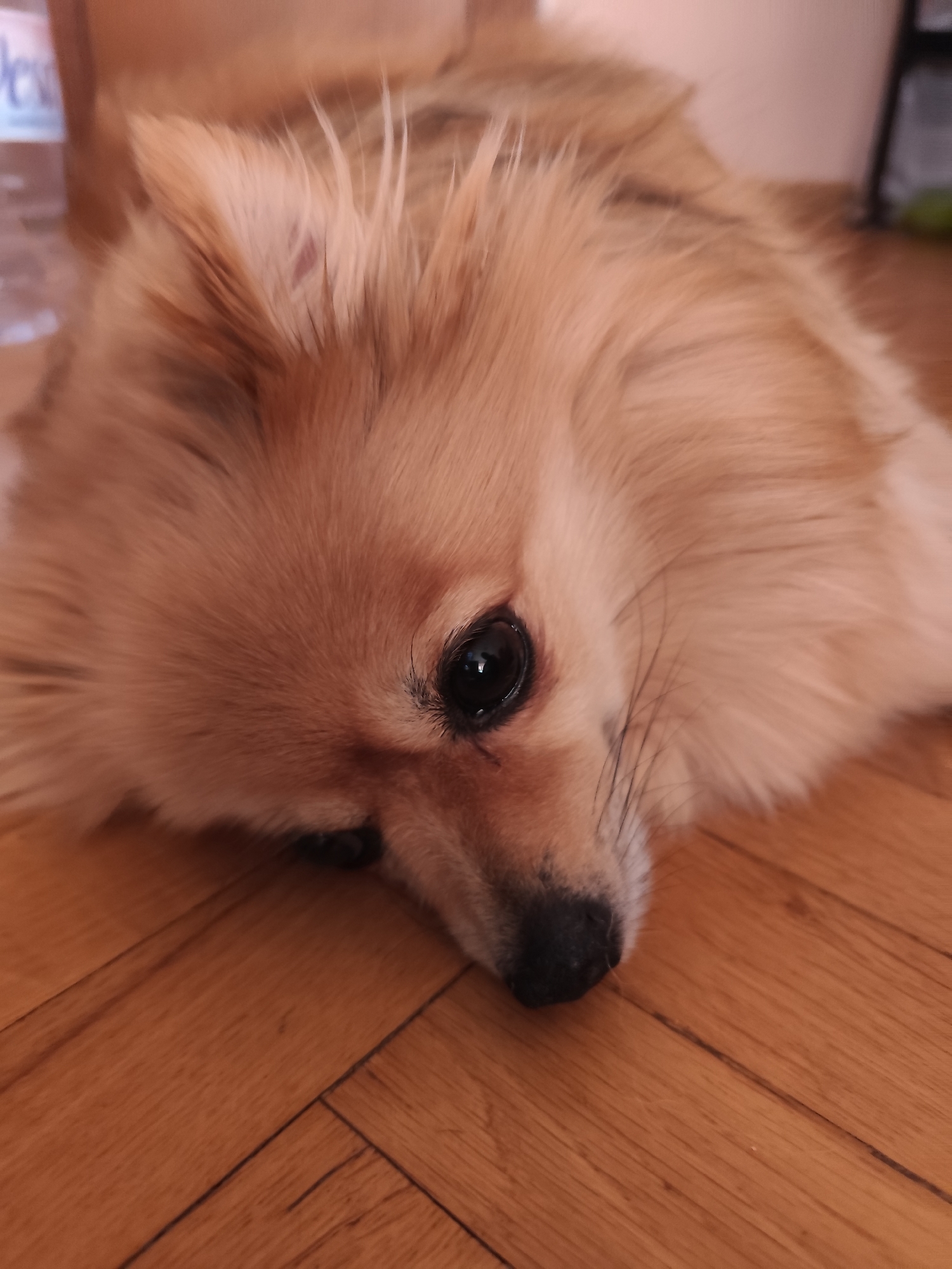 A close-up shot shows a light brown Pomeranian dog lying on a wooden floor. The dog's head is tilted to the side, with its dark, expressive eyes looking towards the viewer. Its fur is fluffy and appears well-groomed. The background is blurred, but a hint of a water bottle and a shelf can be seen. The scene suggests a relaxed indoor environment. This image was taken in Montana, Bulgaria.
