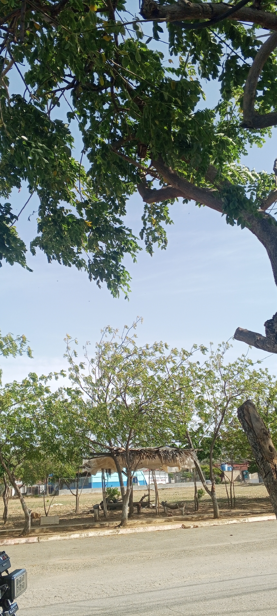 In Juan Griego, Venezuela, this image captures a street scene dominated by lush green trees and a clear blue sky. In the foreground, a portion of a motorcycle is visible, suggesting its presence on a paved road. Beyond the road, a dry, sandy area is dotted with young trees and a rustic open-air shelter constructed from natural materials, likely thatch and wood. This shelter offers a shaded respite, with some logs and branches arranged within it, possibly serving as seating. In the background, a building with light blue and white sections is partially visible, with signage that includes text. The overall impression is one of a sunny day in a somewhat undeveloped or naturalistic setting within the city.