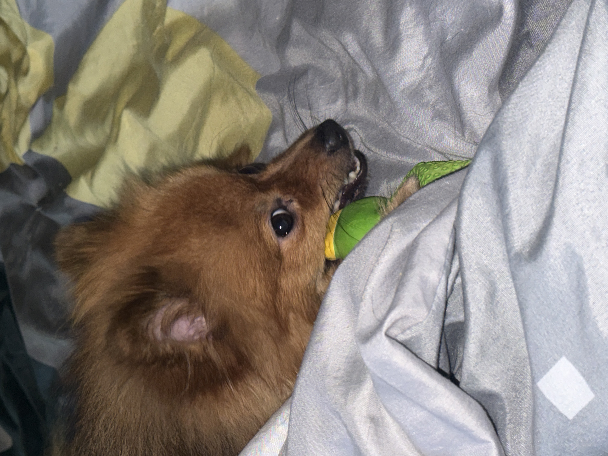 A close-up shot captures a small, fluffy, reddish-brown dog with its face partially obscured by its fur, resting on a bed covered with gray and yellow fabric. The dog is biting into a bright green chew toy. The background is out of focus, showing the textures of the bedding. There is no indication of the location in Khimki, Russia.