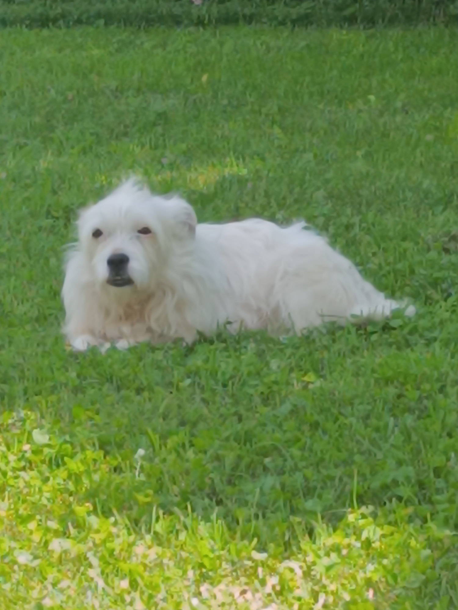 A medium shot captures a white, long-haired dog lying in green grass. The dog faces the camera directly, with dark eyes and a slightly open mouth. The location is unidentified, and the image offers no indication of being in Iganovo, Bulgaria. The dog is the sole subject, and there are no visible actions, interactions, or other objects to analyze.