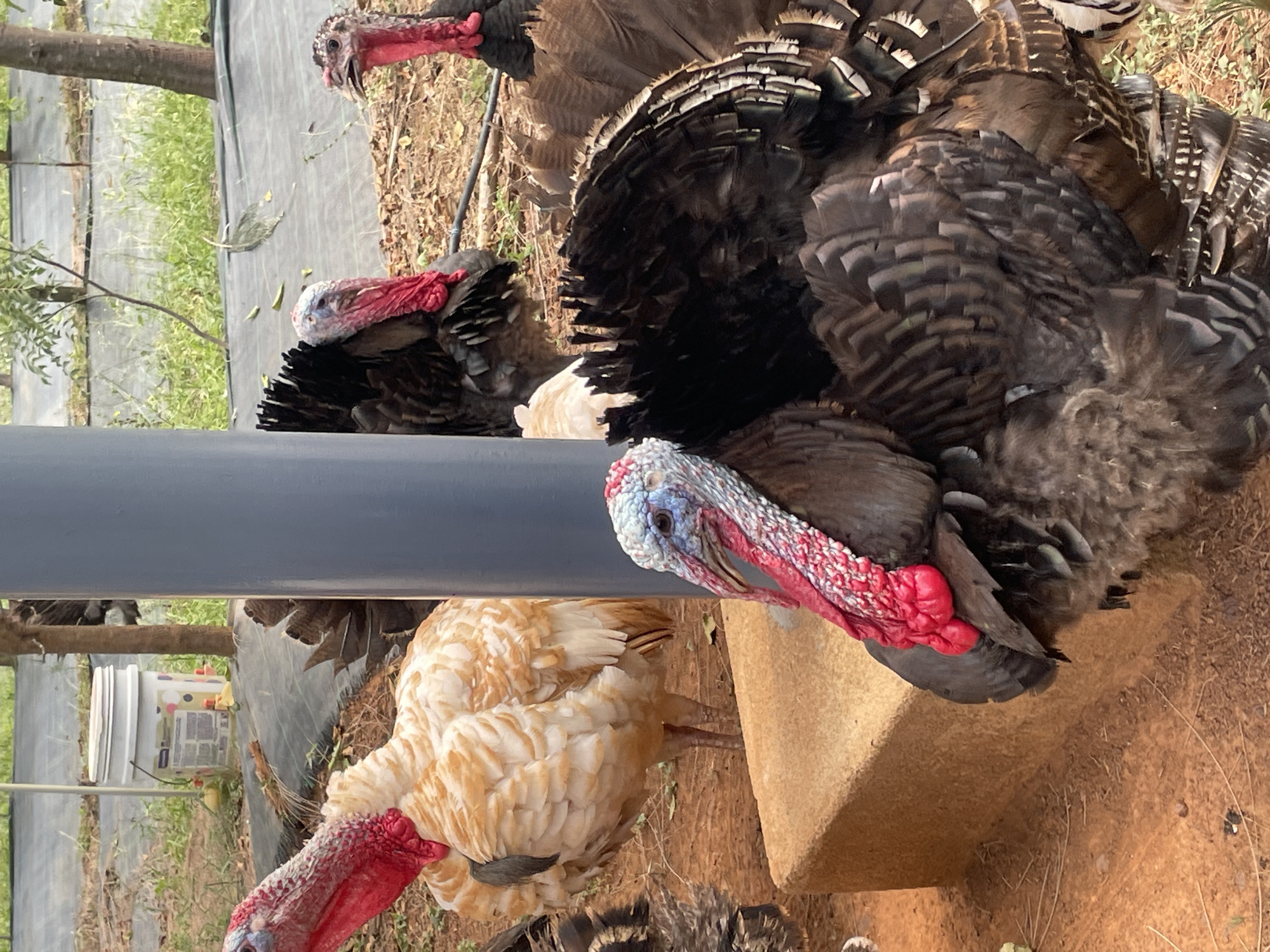 The image depicts multiple turkeys in an outdoor farm or enclosure setting, likely in Dhundshi, India, under clear daylight conditions. The scene is primarily focused on the birds, with elements of their environment visible.
In the foreground, a large, dark-feathered turkey is prominent. Its head, featuring bright red wattles, a red snood, and patches of blue and white skin around its eyes, is visible above a horizontal grey pipe or beam that crosses the left side of the frame. This turkey's body is dark brown and black, with iridescent feathers, particularly noticeable on its fanned-out tail plumage. It appears to be standing near or on a light brown concrete block.
To the left of this prominent turkey, and partially obscured by the grey pipe, another turkey with cream and tan feathers is visible. Its head also features vivid red wattles and a snood. Further into the background, other dark-feathered turkeys with red heads can be seen. In the upper right corner, the head of another dark turkey with red facial features is visible.
The ground beneath the turkeys consists of reddish-brown dirt, mixed with sparse dry grass and scattered debris. In the background, there are hints of green foliage from trees or shrubs, suggesting a rural environment. Agricultural elements like black plastic sheeting (possibly for ground cover or fencing) and some white buckets or containers with indistinct labels are also present in the background. The lighting suggests it is a sunny day. No discernible text is clearly legible in the image.
