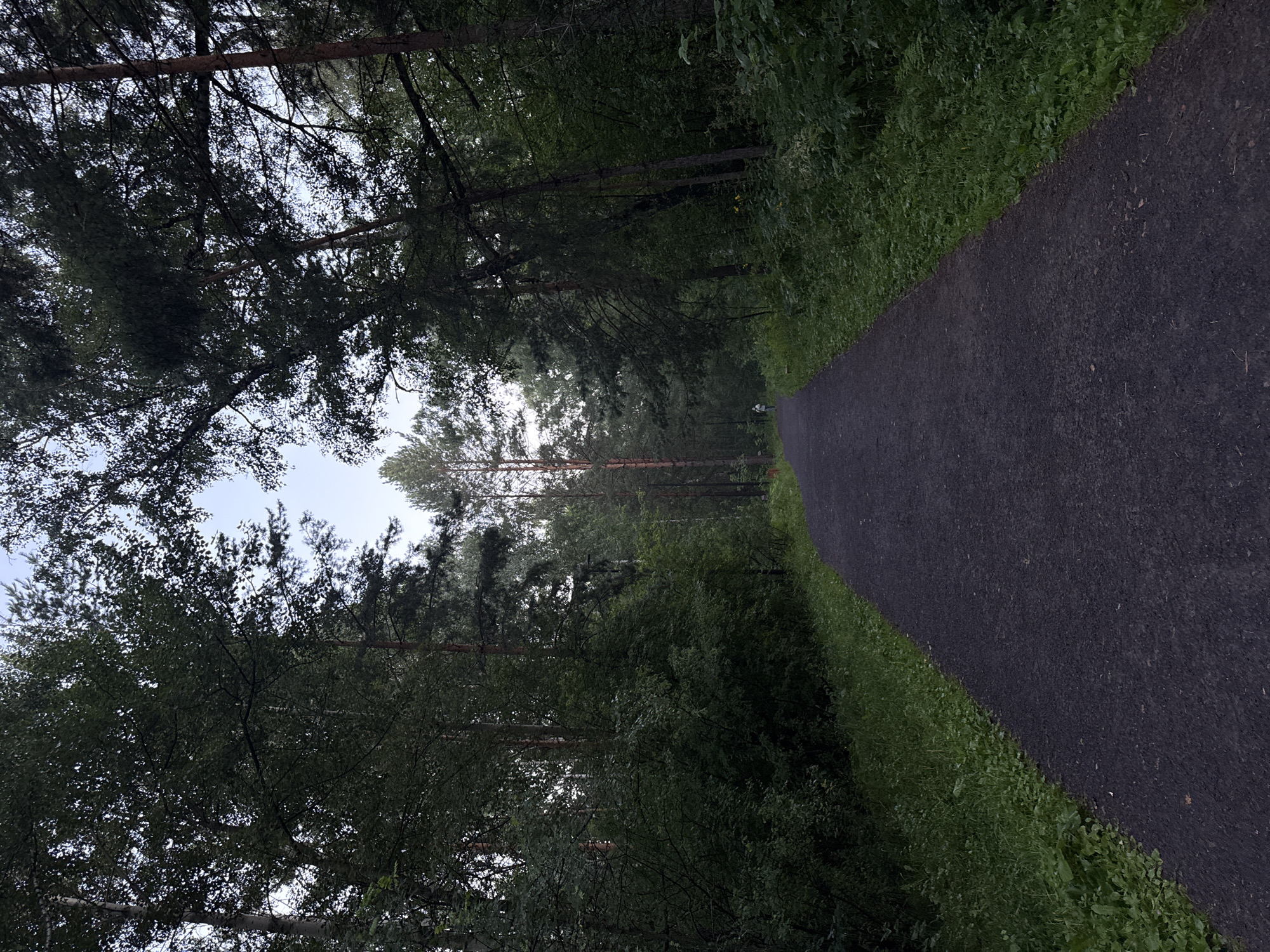 A paved pathway curves through a dense forest on an overcast day. The pathway is dark gray and appears to be made of asphalt. On either side of the path, lush green grass and various plants grow. The trees are tall and varied, with some appearing to be pine and others deciduous. The overall impression is of a natural, serene setting within a forest, likely a park or recreational area. The image is taken from a low angle, looking down the pathway as it recedes into the distance. A single figure, appearing to be a person walking, is visible in the far distance on the pathway, adding a sense of scale and human presence within the vastness of the forest. The sky is a pale, washed-out blue, suggesting the time of day is either early morning or late afternoon, with the sun not fully visible. The lighting is diffused, creating soft shadows and a muted color palette throughout the scene.