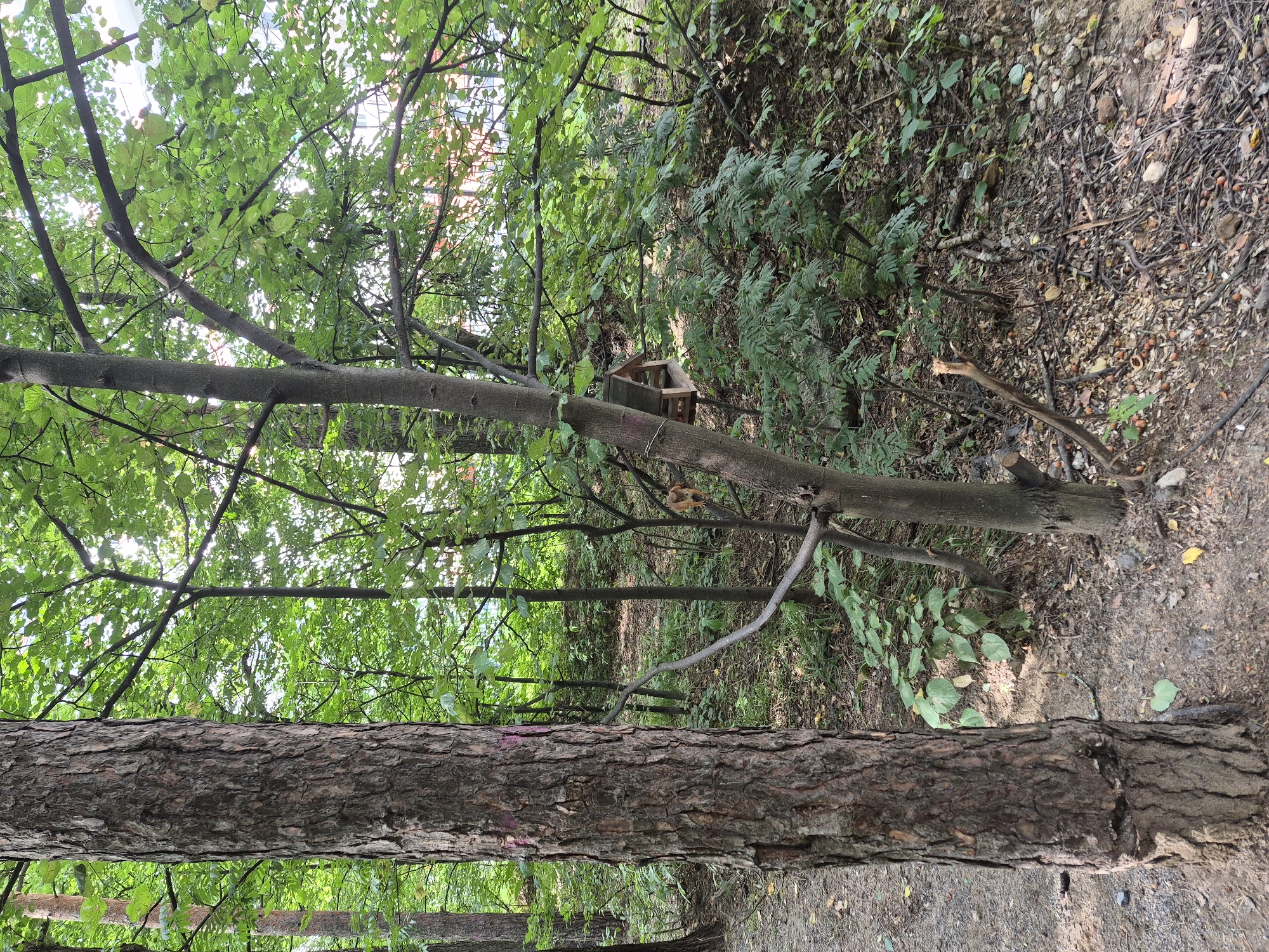 The image depicts a wooded area in the city of Dzerzhinsky, Russia. In the foreground, a large tree trunk with rough bark dominates the left side. To the right of the large tree, a smaller tree stands with a bird feeder attached to its trunk. The ground is covered with fallen leaves, twigs, and some scattered nuts. The environment is lush with green foliage from various trees and undergrowth. In the background, a building with a red facade is partially visible through the trees, suggesting the proximity of urban infrastructure to this natural setting. No people or animals are clearly visible.