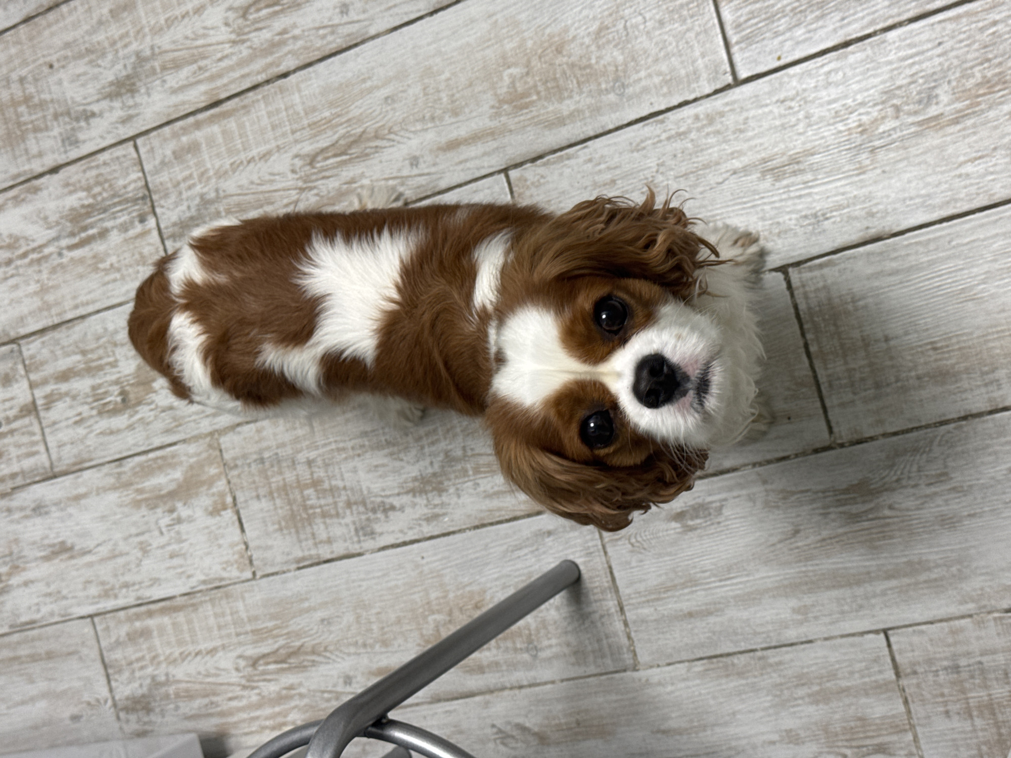 A Cavalier King Charles Spaniel, with brown and white fur, lies on a light-colored wooden floor. The dog is positioned in the center of the frame, facing the camera with its head tilted slightly. The dog's fur has a distinct pattern of brown patches and white markings, particularly on its face and back. Its eyes are dark and appear to be looking directly at the viewer. To the left of the dog, a portion of a silver metal chair leg is visible. The flooring consists of light-colored wooden planks with visible grain and texture. The lighting is consistent across the scene, and no shadows are particularly pronounced. The background is entirely composed of the floor and the dog. The overall impression is of an indoor domestic setting.