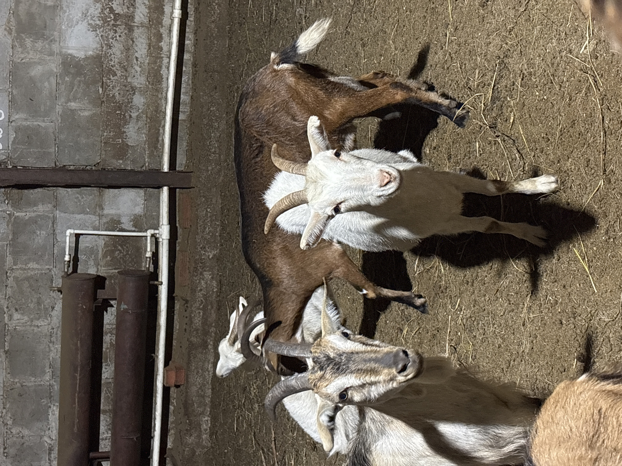 The image shows three goats in what appears to be a barn or enclosure. The background consists of a concrete wall, metal pipes, and what looks like straw or dirt on the ground. The goats are of different colors, including brown, white, and a grayish-white. The photo shows a slightly elevated, overhead perspective. The location is not discernible from the image.