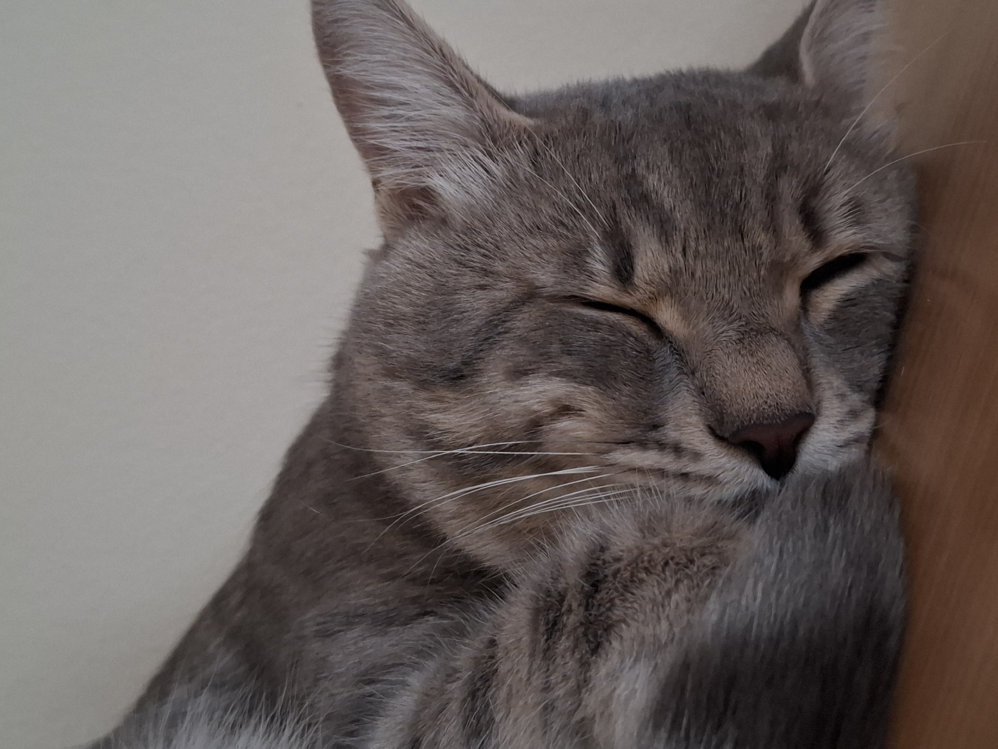 A close-up, indoor shot depicts a grey tabby cat with its eyes closed, appearing to be asleep. The cat's head is resting against a light brown wooden surface. The background is a plain, off-white wall. The cat's fur is short and sleek. The location cannot be determined, and there's no indication it is in the city of Novi Sad, Serbia.