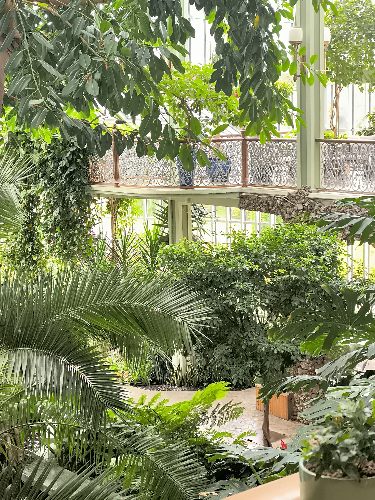 The image depicts a lush interior greenhouse filled with a variety of tropical plants. Large palm fronds dominate the foreground, their delicate leaves fanning out across the frame. Behind them, a dense arrangement of smaller trees and shrubs creates a verdant backdrop. In the midground, a light-colored walkway winds through the greenery, bordered by more plants and a decorative stone wall. Above, a wrought-iron balcony with intricate scrollwork extends across the scene, supported by light green columns. The structure appears to be made of glass and metal, allowing ample natural light to filter through, illuminating the abundant plant life. The overall impression is one of a well-maintained botanical garden or conservatory, likely a section of the Kretinga Museum's botanical garden, given the city's association with such a place. No people are visible in the image.