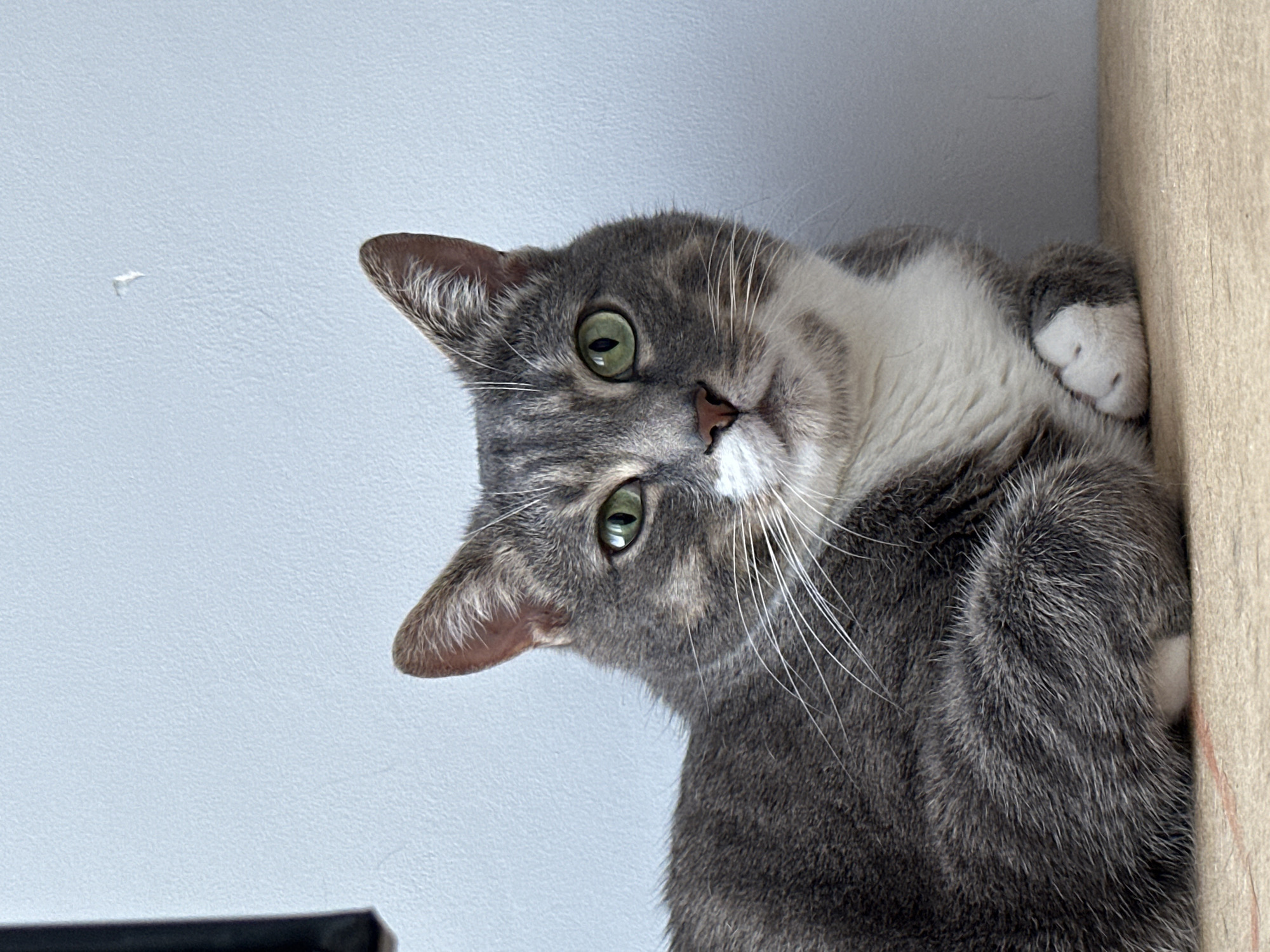 A close-up shot shows a gray and white cat lounging indoors. The cat's head is tilted, and its green eyes are looking towards the camera. Its ears are perked up, and its white whiskers are prominent. The cat's fur is a mix of gray tabby stripes and white patches, particularly on its chest and paws. One of its front paws, with pink toe beans, is visible tucked against its body, resting on a light brown wooden surface that appears to be a shelf or ledge. The background is a plain, light blue wall, with a small white fleck of something on it near the upper left. The lighting suggests it is daytime, possibly indoors with artificial light or natural light from a window. The cat's expression appears curious and relaxed. There is no visible text in the image.