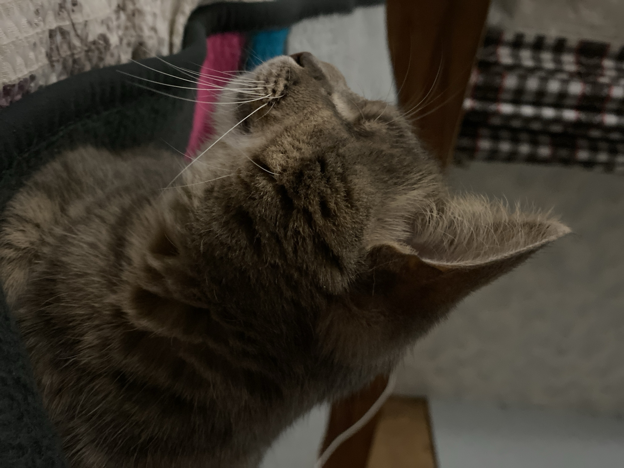 A grey tabby cat with its eyes closed is seen in profile, resting on a patterned blanket. The cat is a domestic shorthair with tabby markings and prominent white whiskers. In the background, a wooden headboard and a curtain with a plaid pattern are visible. The scene appears to be indoors, likely in a bedroom.