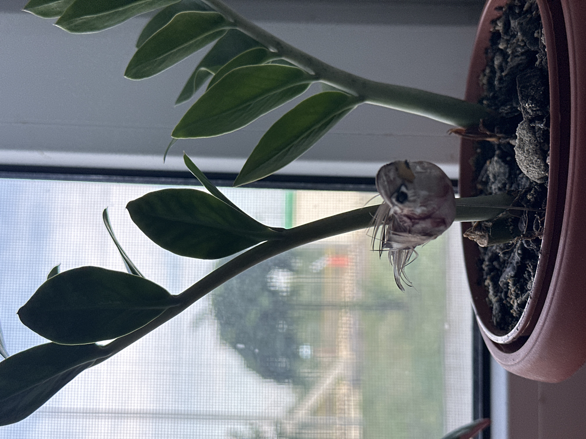 This is a close-up, indoor photograph taken at eye-level, focusing on a potted plant with a small, artificial bird ornament. The plant has thick, green, glossy leaves growing on sturdy stems. The artificial bird, made of fabric and appearing to be a sparrow, is positioned on one of the plant's stems, facing left and slightly downward. It has visible eyes and a beak, and its body is adorned with sparse, brown feather-like material. The plant is in a reddish-brown plastic pot filled with dark soil and small pebbles.
Behind the plant, a window with a translucent screen is visible. Through the screen, a blurry outdoor scene can be discerned, featuring green foliage, a pale sky, and indistinct structures. The image is illuminated by natural light coming from the window, creating soft shadows. The overall impression is one of a domestic setting, possibly a windowsill. The location in the city of Hora, Ukraine, is not determinable from the visual information in this image.