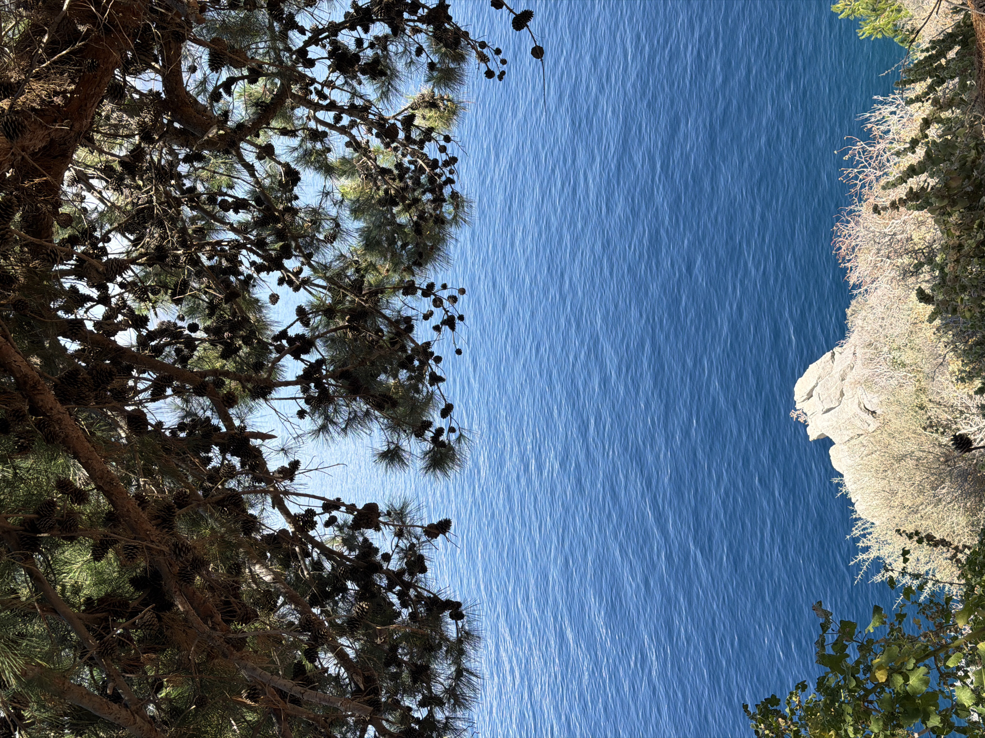 The image depicts a view from an elevated position in Hydra, Greece, looking down at the sea. The perspective is oriented with the sky at the bottom of the frame. A dense tree occupies the upper-left portion of the image, its branches heavy with pine cones. A rocky cliff vegetated with sparse foliage is visible to the right. The sea fills the space between the tree and the cliff. The water appears calm, reflecting the sky, with subtle ripples visible.