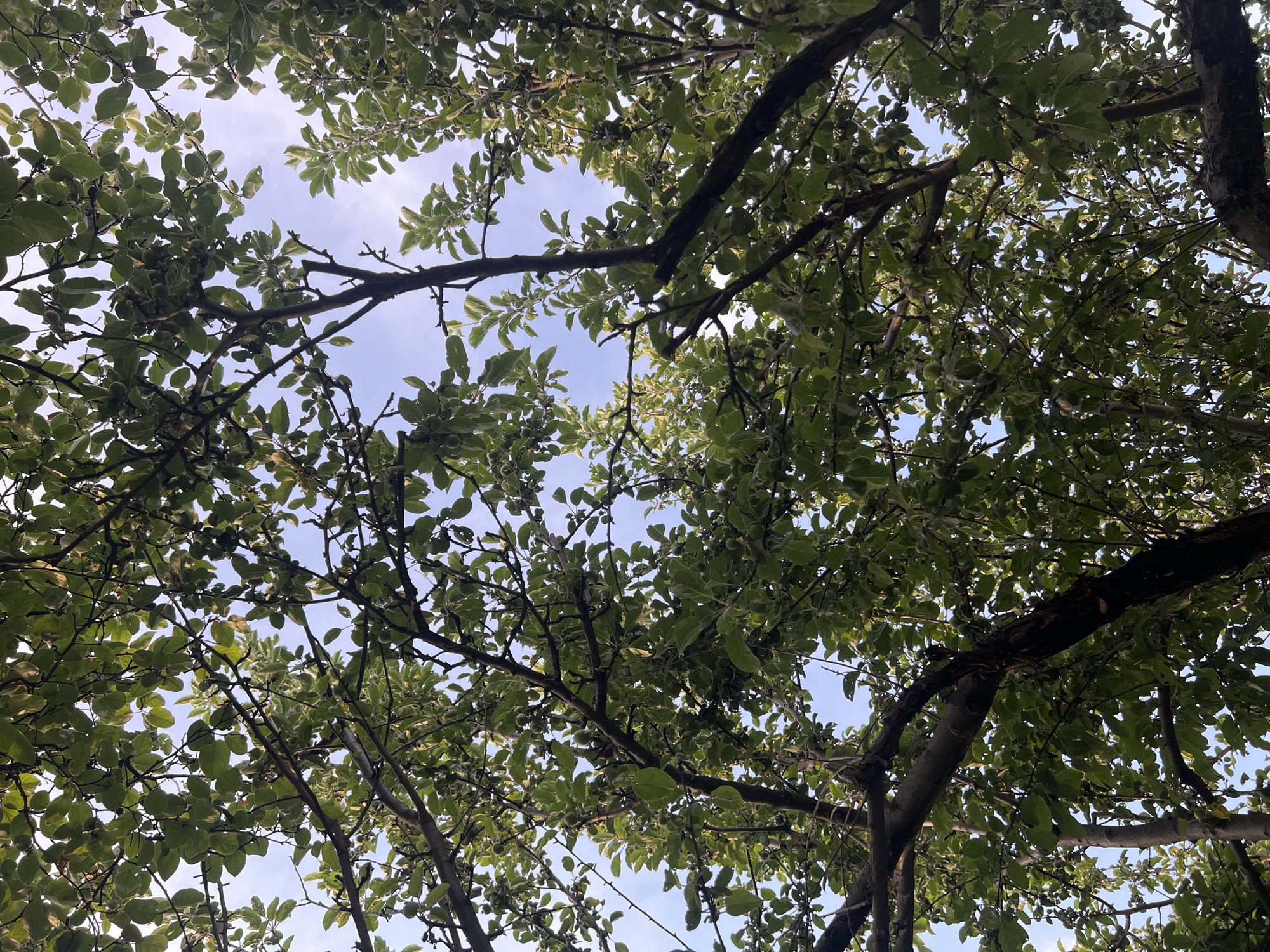 The image shows an upward view of the canopy of a tree, likely an apple tree, with its branches and leaves against a light blue sky. The leaves are green and many small, unripe fruits, appearing to be apples, are visible scattered among the foliage. Some of the leaves have lighter green or whitish edges, suggesting variegation. The branches are dark brown and vary in thickness, with some showing rough bark textures. The lighting suggests it is daytime, possibly late afternoon, with dappled sunlight filtering through the leaves. The scene appears to be an outdoor natural environment, likely a garden or orchard. The image was taken in Buhovo, Bulgaria.
