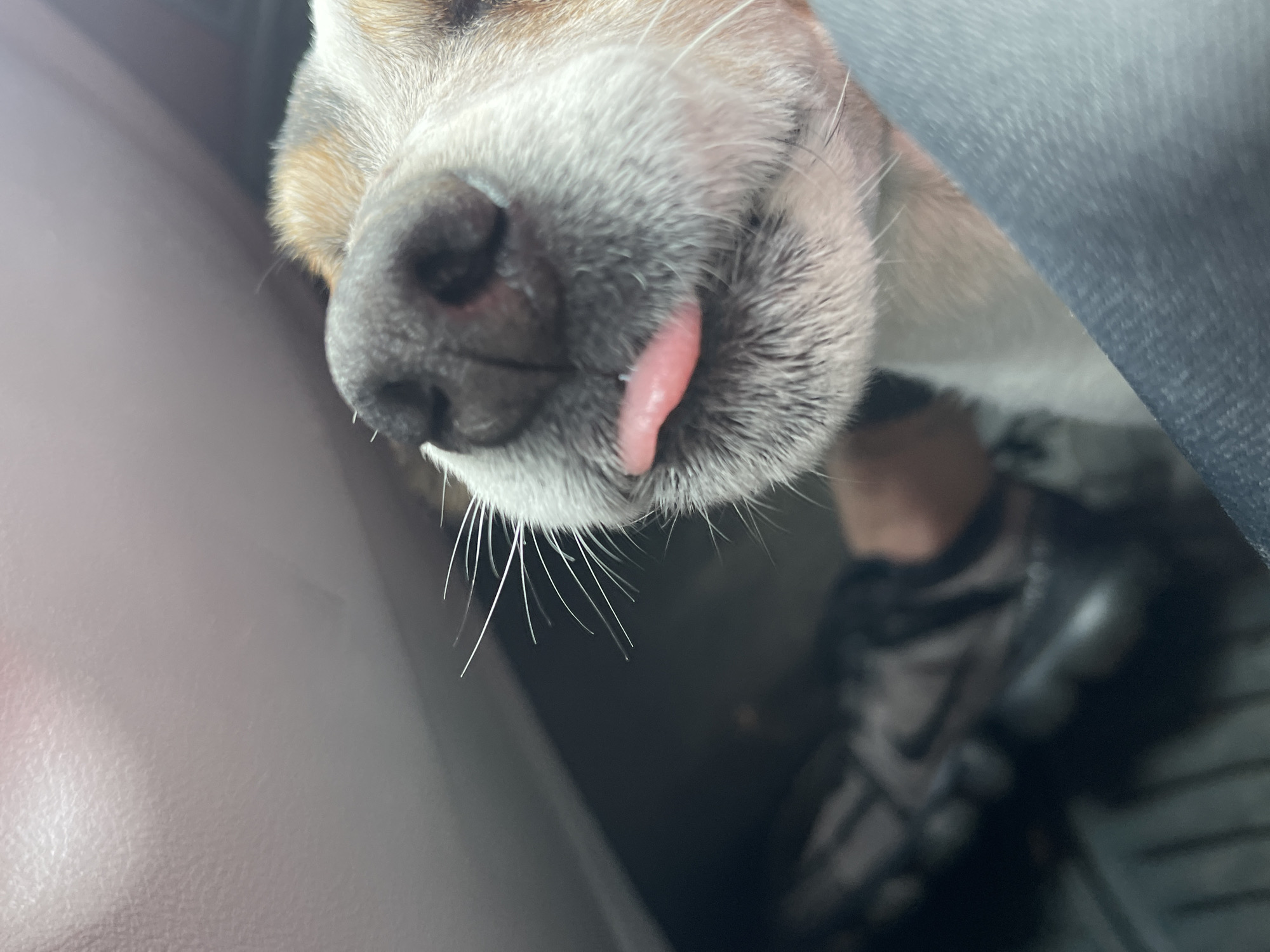 A close-up photograph depicts the snout of a dog, likely inside a vehicle. The dog's nose is prominent and wet, with a small pink tongue protruding slightly from its mouth. The dog has grey and white fur around its snout and brown fur on the top of its head. White whiskers are visible. The background is out of focus, showing a dark grey car seat and a small portion of what appears to be clothing. There is no evidence to suggest this photo was taken in Nikopol, Bulgaria. The breed of the dog is indeterminable.