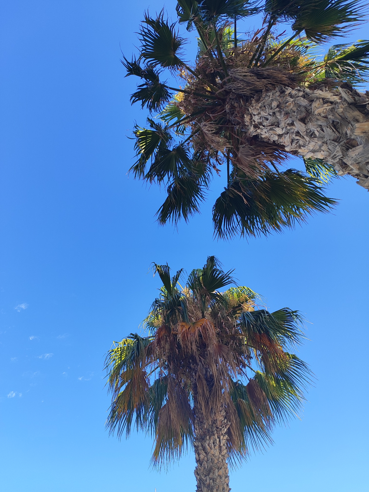 Two palm trees are pictured against a clear blue sky with a few wispy white clouds. The perspective is looking upwards at the trees. The tree in the foreground is closer and appears larger, with a thick, rough trunk and green and brown fronds. The second palm tree is further in the distance, positioned higher and to the right in the frame, also showing its fronds against the sky. The image was taken in El Campello, Spain, likely in a coastal or park area.