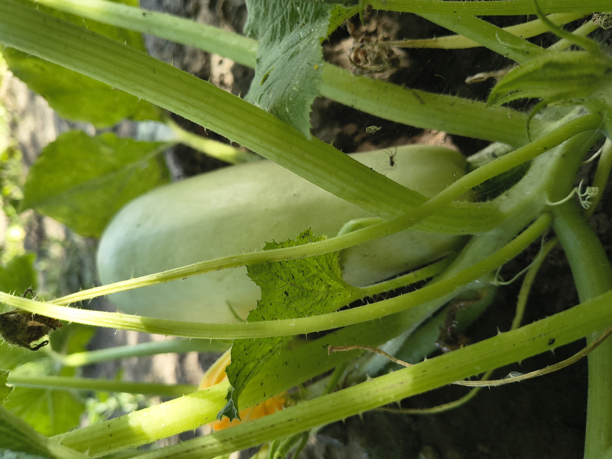A pale green, elongated zucchini is partially visible amongst thick, spiky green stems and large, textured green leaves in a garden. The ground beneath the plants is dark soil. The lighting suggests an outdoor, daytime setting, possibly in Mikhaylovka, Russia, given the context of the request. The overall scene depicts a growing vegetable plant.