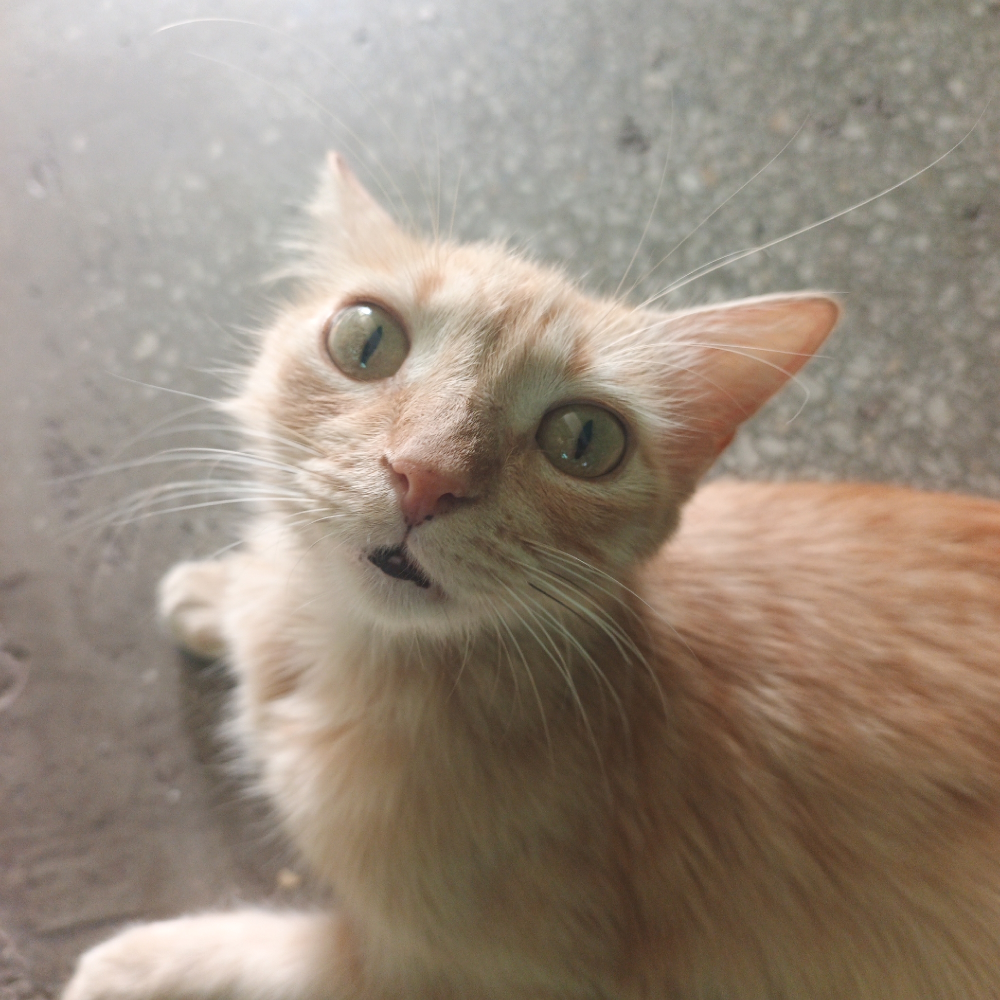 The image is a close-up shot of an orange tabby cat looking up at the camera. The cat's eyes are green with vertical pupils. The cat has a pink nose and white whiskers. The cat's mouth is slightly open. The cat is lying on a gray surface. The location of the photo is Tinaquillo, Venezuela.