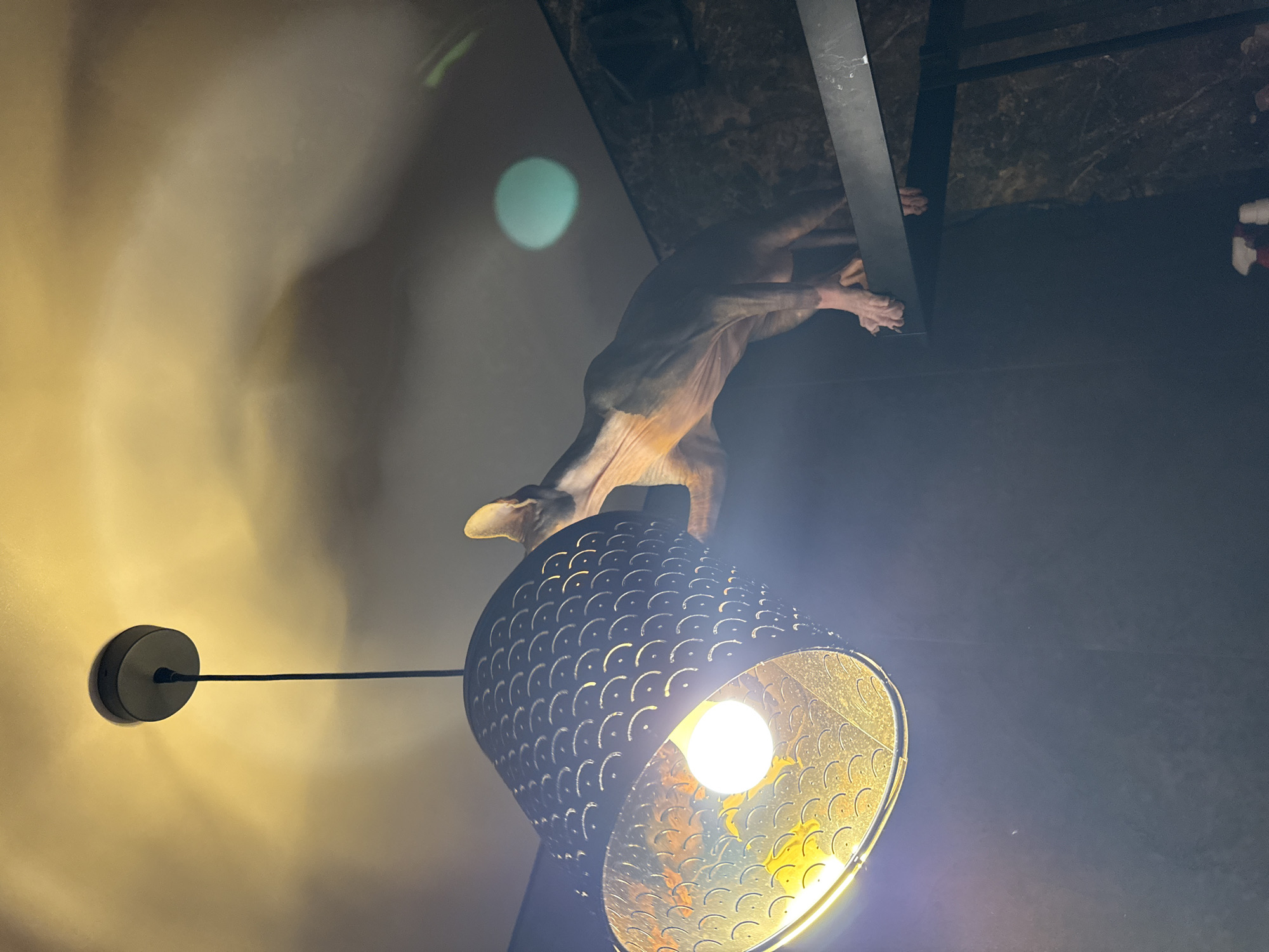 A hairless cat is clinging to a black metal structure above a lit lamp. The lamp has a dark exterior with small, patterned cutouts. The cat is tan or light brown and is reaching downwards. The background includes a wall with a light yellow gradient on the left and a dark wall on the right. No people are visible. The location is not discernible from this image.