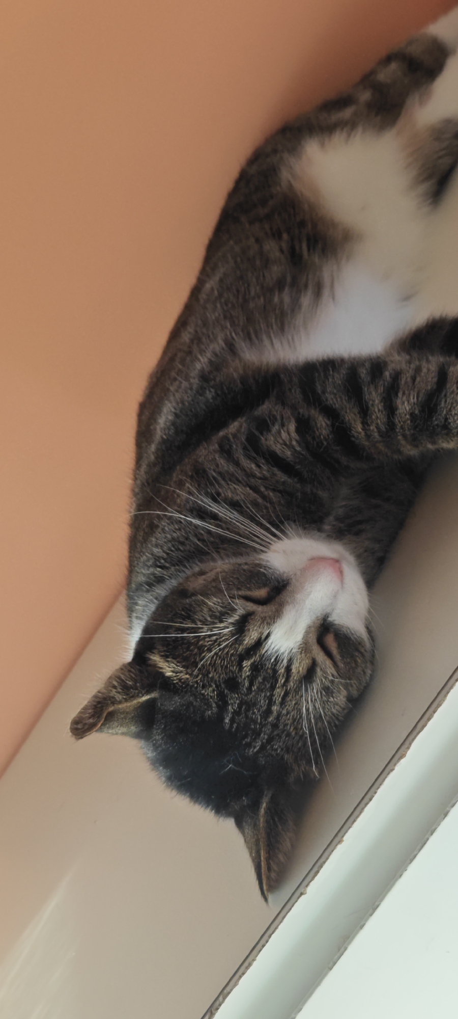 This is a vertical, close-up photograph of a domestic cat sleeping. The cat is a tabby with dark grey and black stripes on a lighter grey and white base coat. It is lying on its back, with its head tilted to the right. Its eyes are closed, and its pink nose is visible. Long white whiskers fan out from its muzzle. The cat's fur appears soft and fluffy.
The background is out of focus and appears to be a warm, peachy-orange wall on the left side of the image, and a light-colored surface, possibly a shelf or furniture, on the right. A slight shadow is cast by the cat onto the lighter surface. The lighting suggests it is daytime, with soft light illuminating the scene. The cat's relaxed posture and closed eyes indicate it is peacefully sleeping, conveying a sense of calm and contentment.
There is no visible text in the image. The context provided indicates the location is Ożarów Mazowiecki, Poland, which is a town in the Masovian Voivodeship. However, there are no specific visual cues within the image itself that directly point to this location.