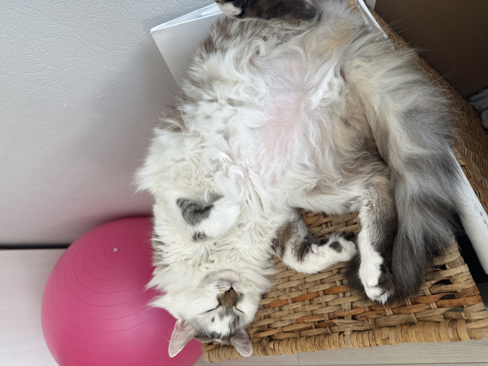 One long-haired domestic cat is observed sleeping on its back on a light brown wicker furniture piece within an indoor residential setting in Khimki, Russia. The cat exhibits predominantly white fur with light grey and brown tabby markings on its face, ears, legs, and tail. Its eyes are closed, and all four paws are curled upwards towards its chest, exposing a pink abdomen. To the left and behind the cat's head, a large, bright pink exercise ball is partially visible, resting against a light-colored, textured wall. The floor, visible at the bottom left, appears to be a light wood or laminate surface. A white, flat object is partially visible beneath the cat on the right side, adjacent to the wall.